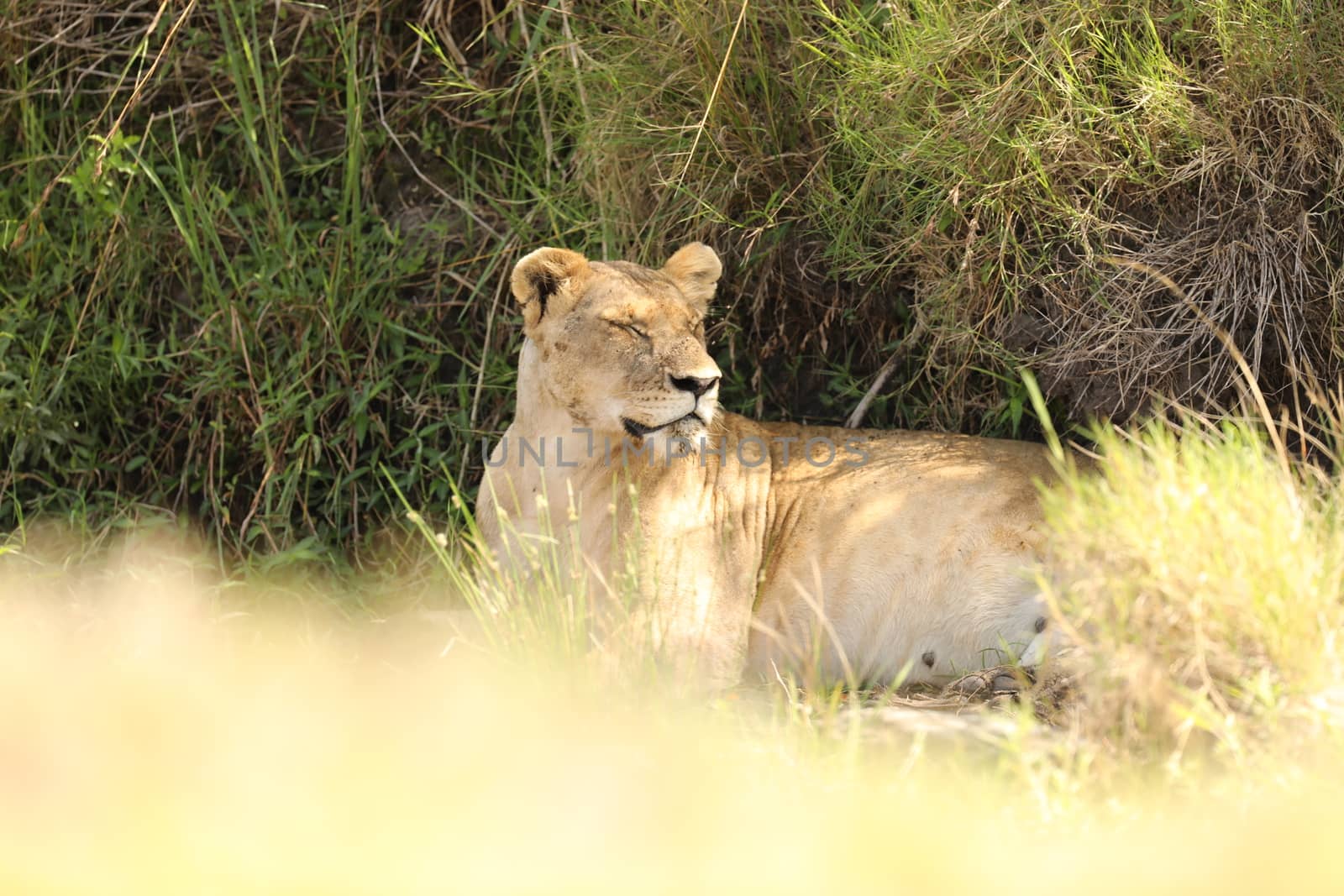 Lion Masai Mara Kenya Africa