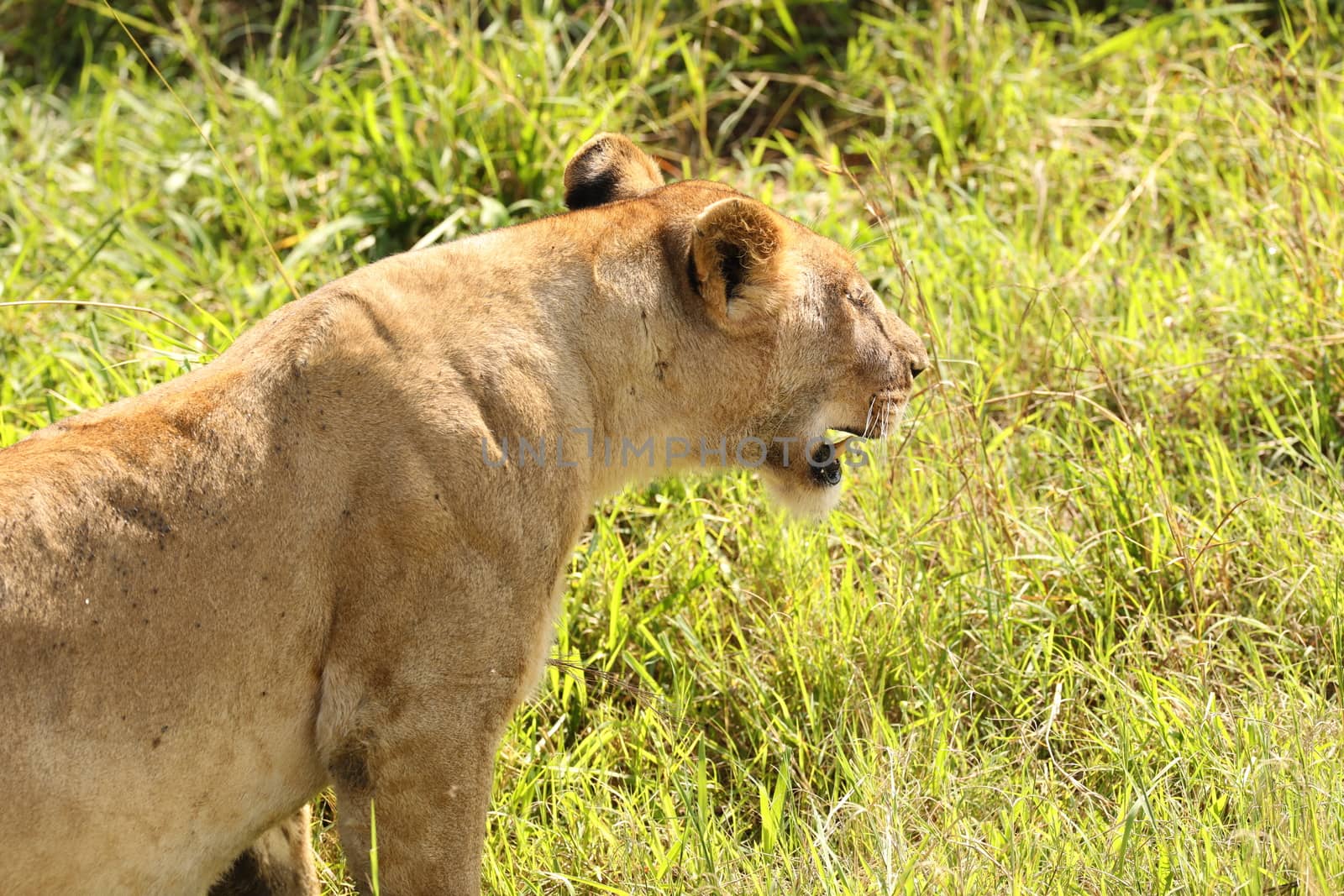 Lion Masai Mara Kenya Africa