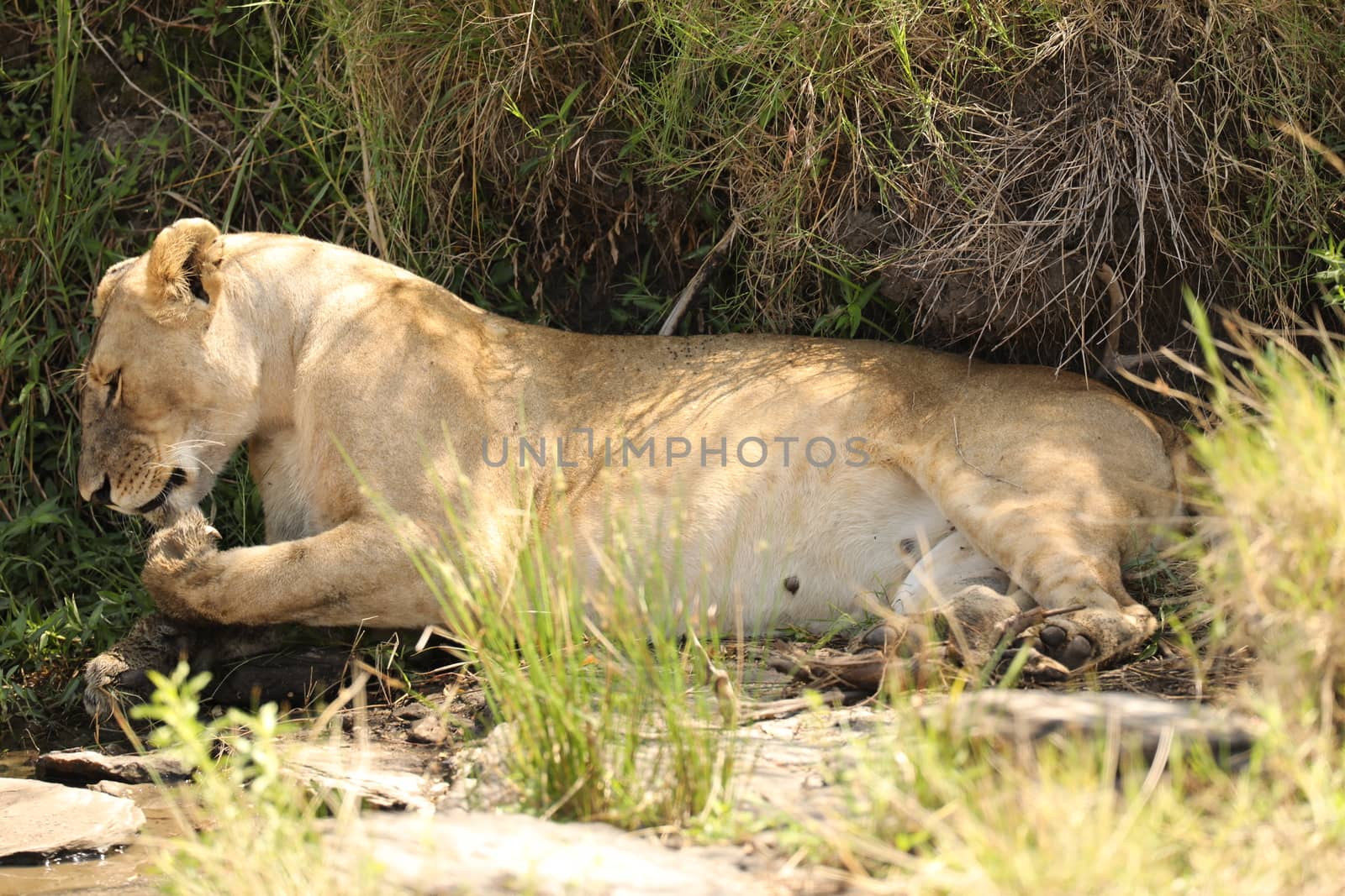 Lion Masai Mara Kenya Africa