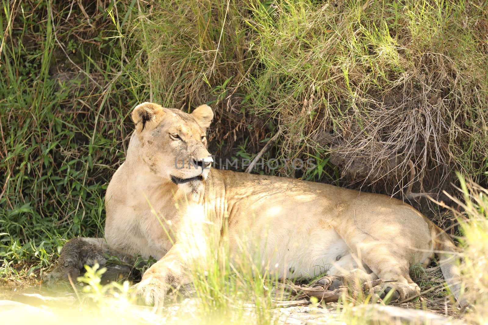 Lion Masai Mara Kenya Africa