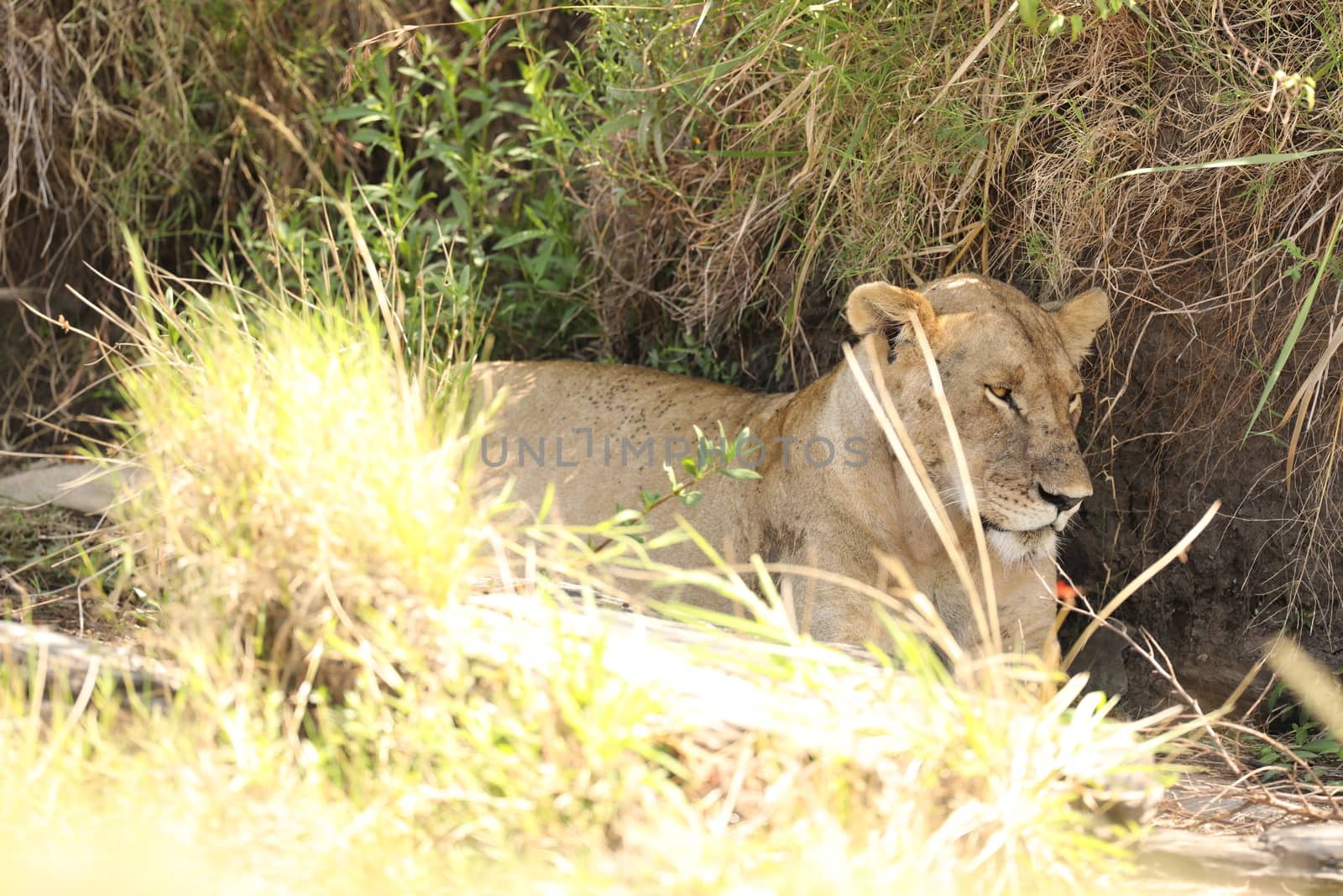 Lion Masai Mara Kenya Africa