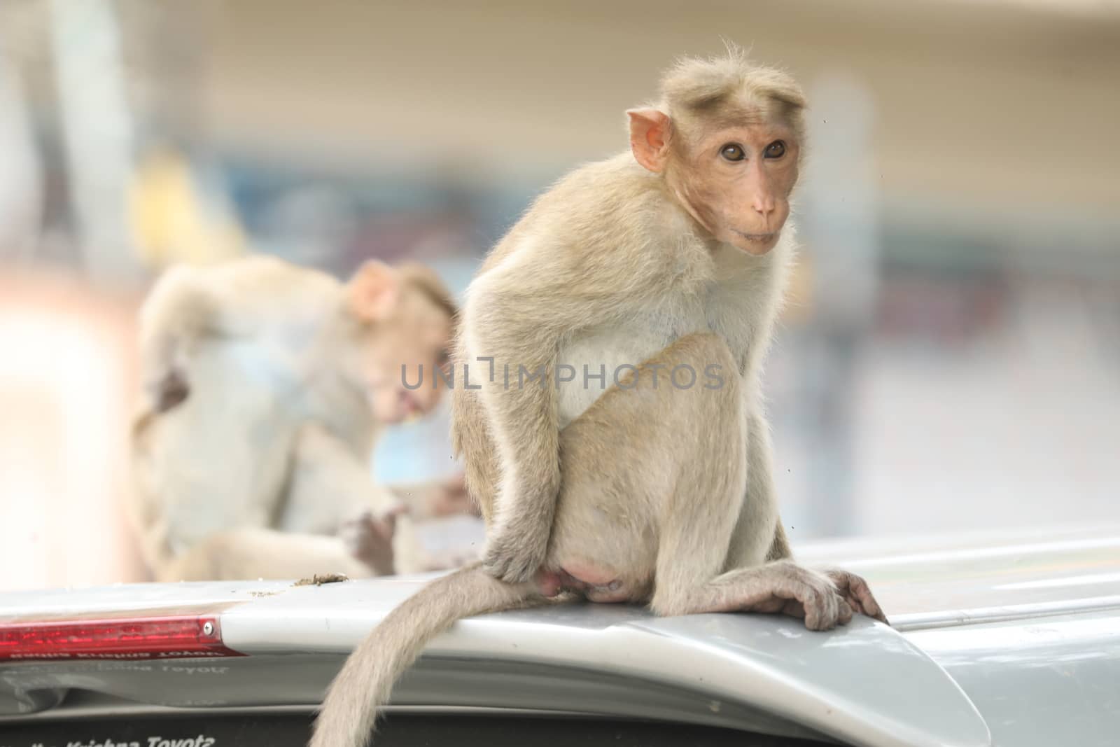 Monkey on the Temple wall