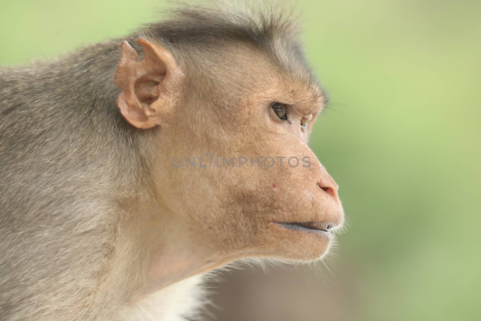 Monkey on the Temple wall