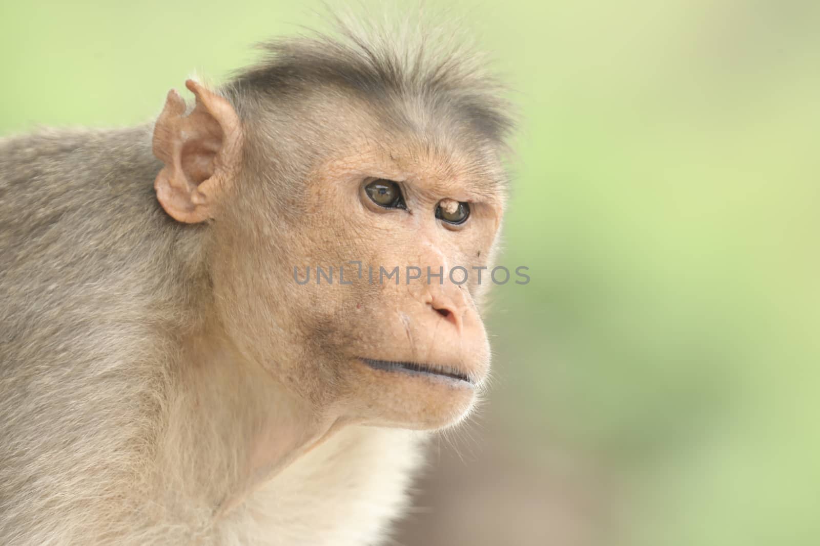 Monkey on the Temple wall