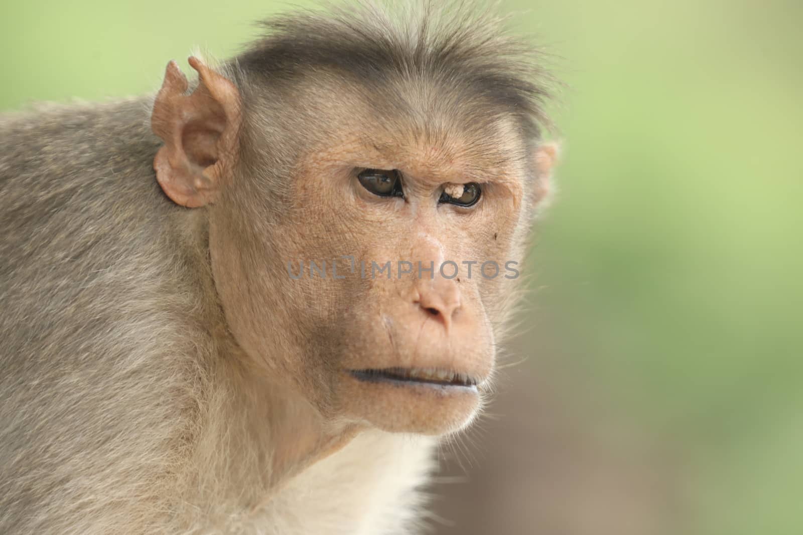Monkey on the Temple wall