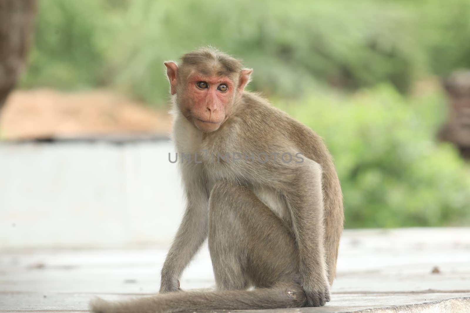 Monkey on the Temple wall