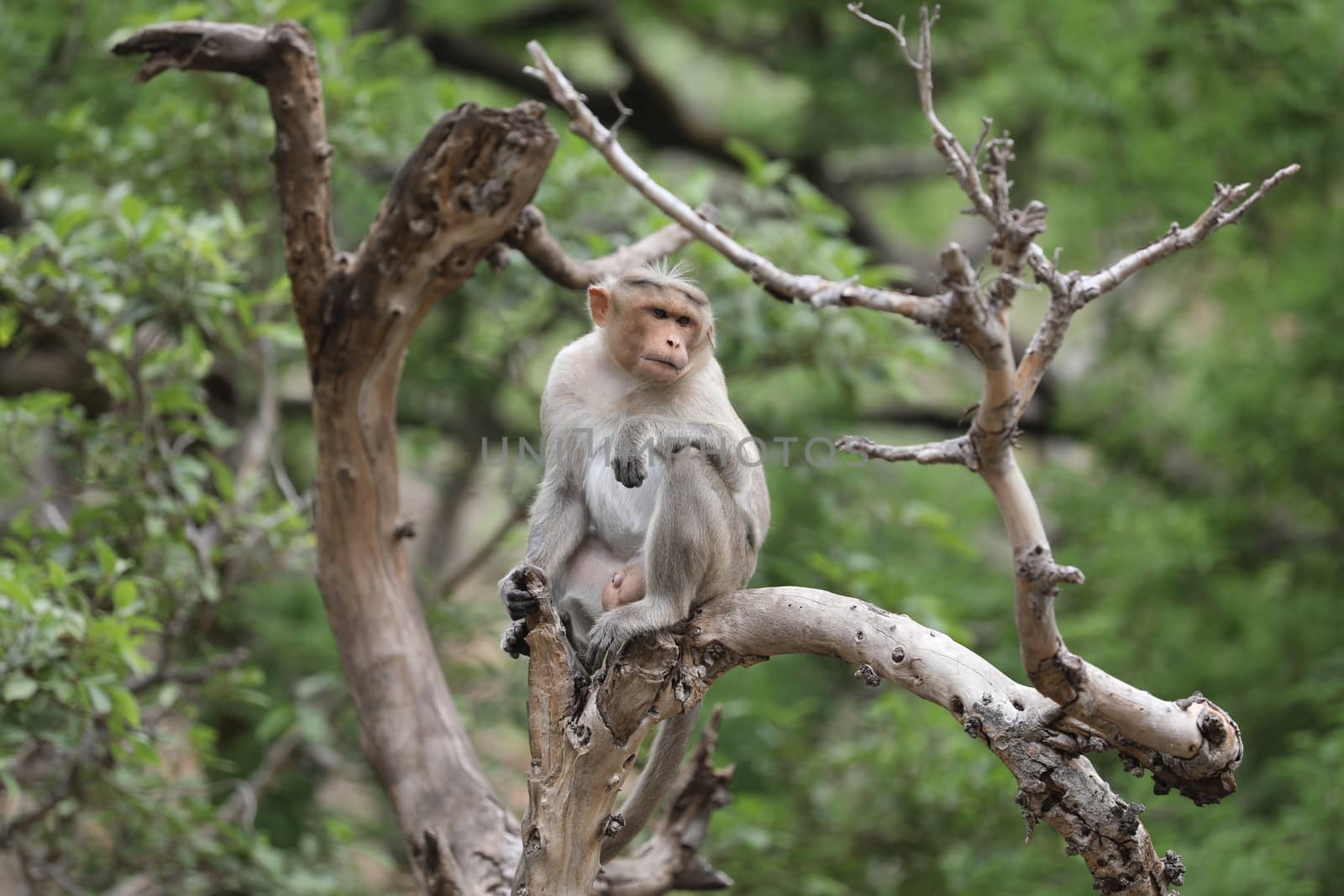 Monkey on the Temple wall