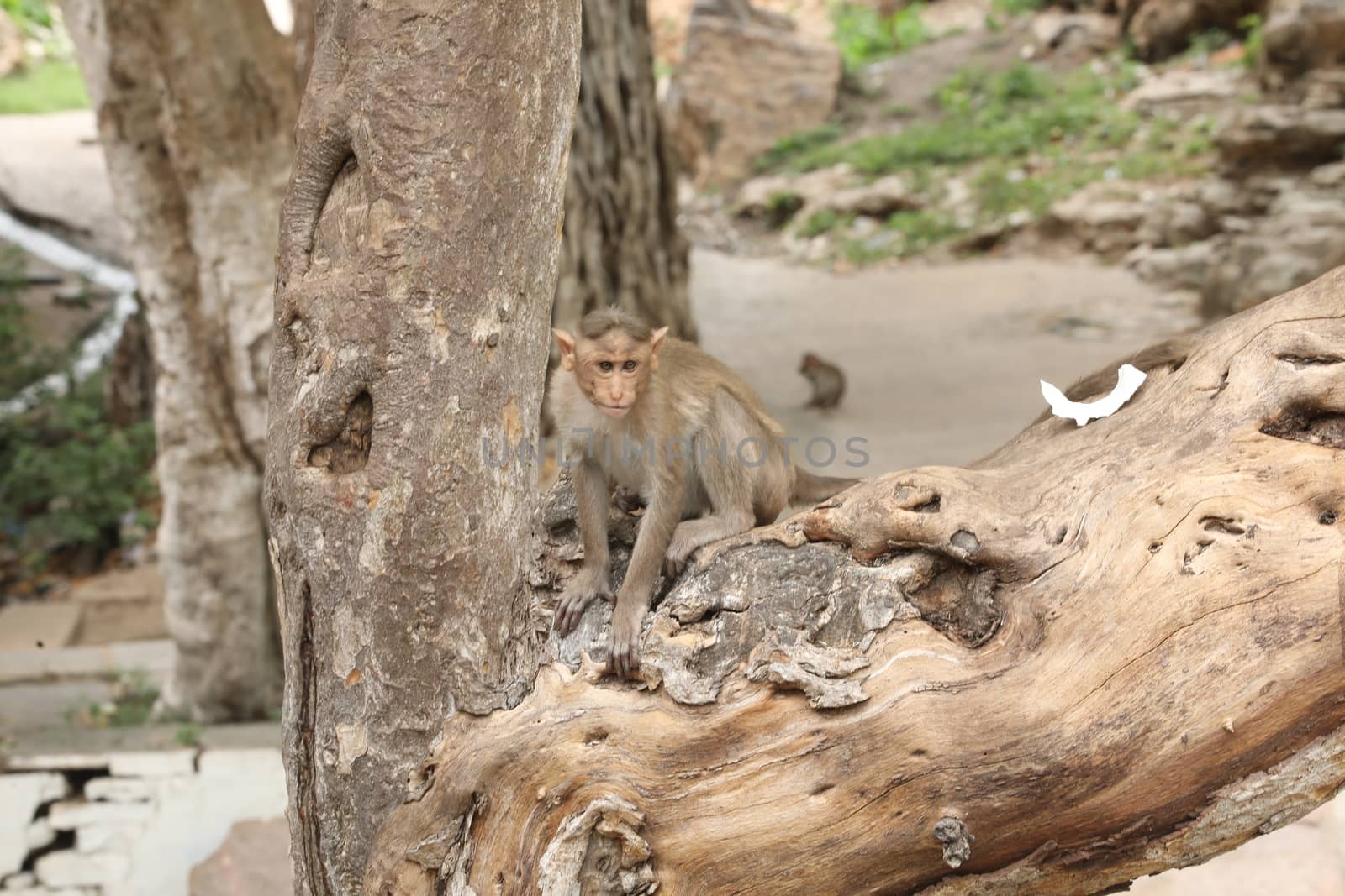 Monkey on the Temple wall