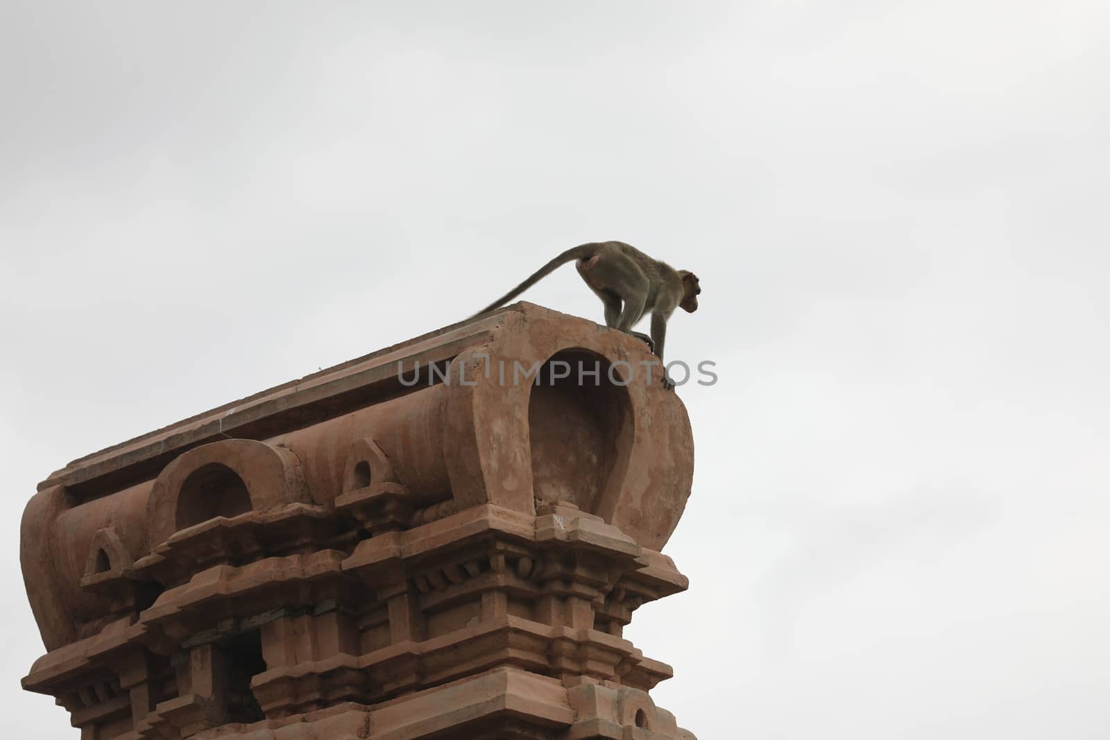 Monkey on the Temple wall
