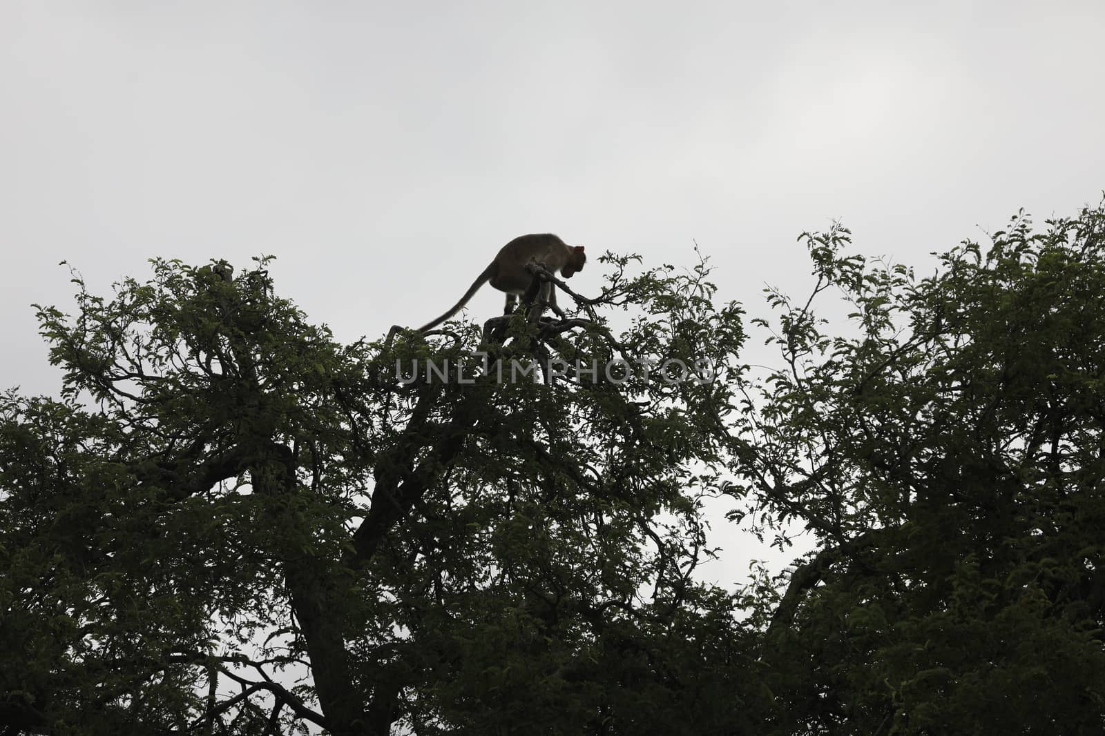 Monkey on the Temple wall