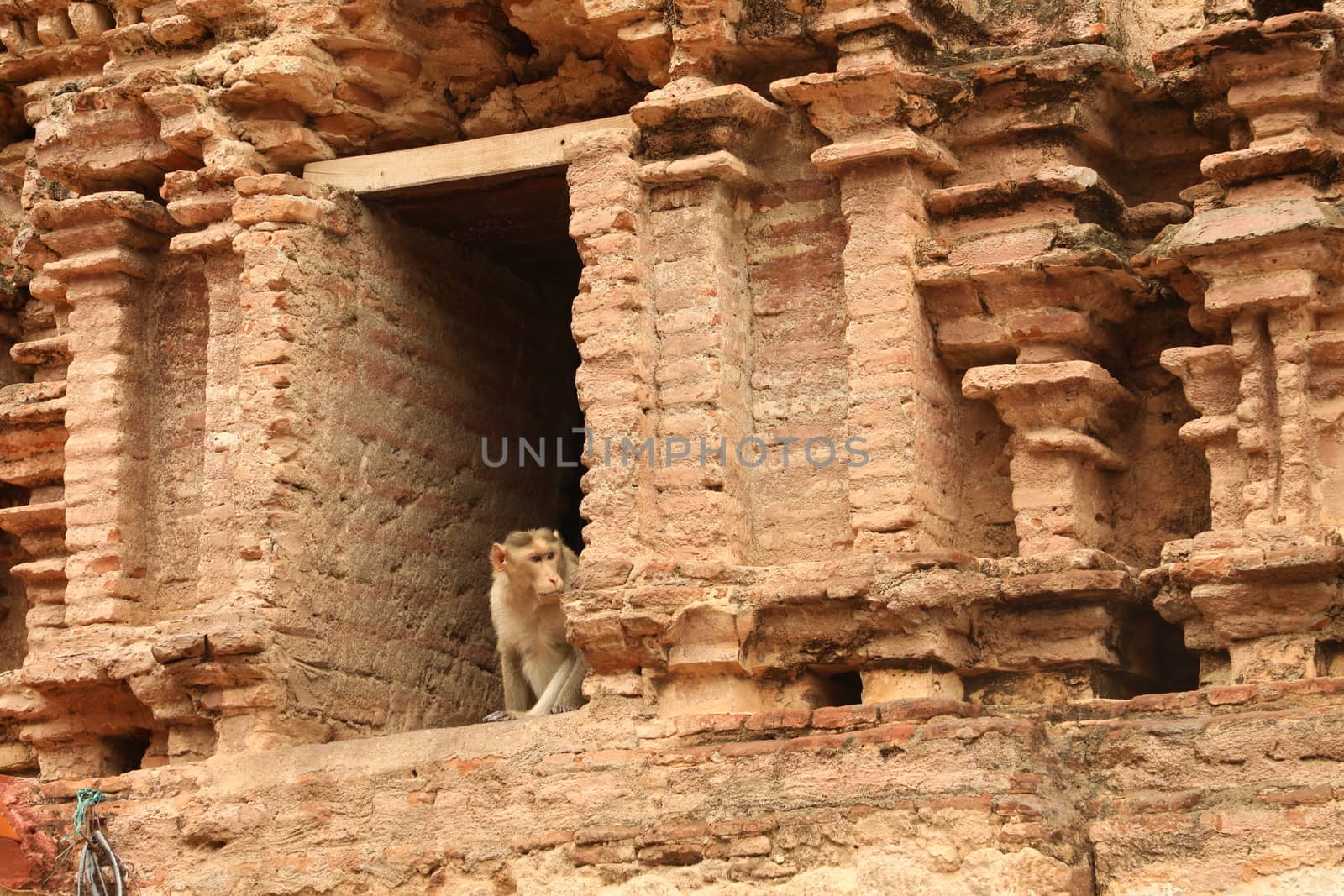 Monkey on the Temple wall