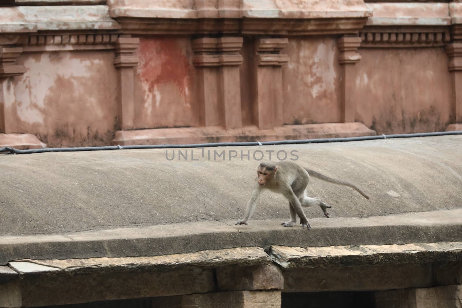 Monkey on the Temple wall