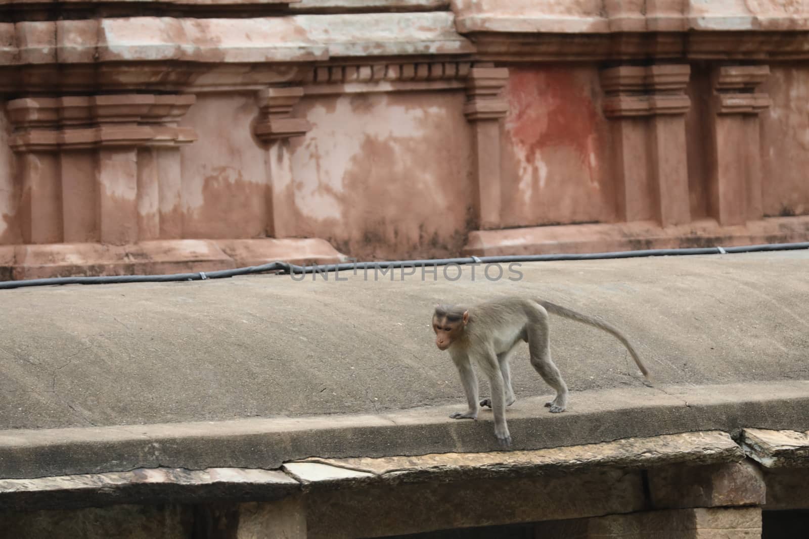 Monkey on the Temple wall