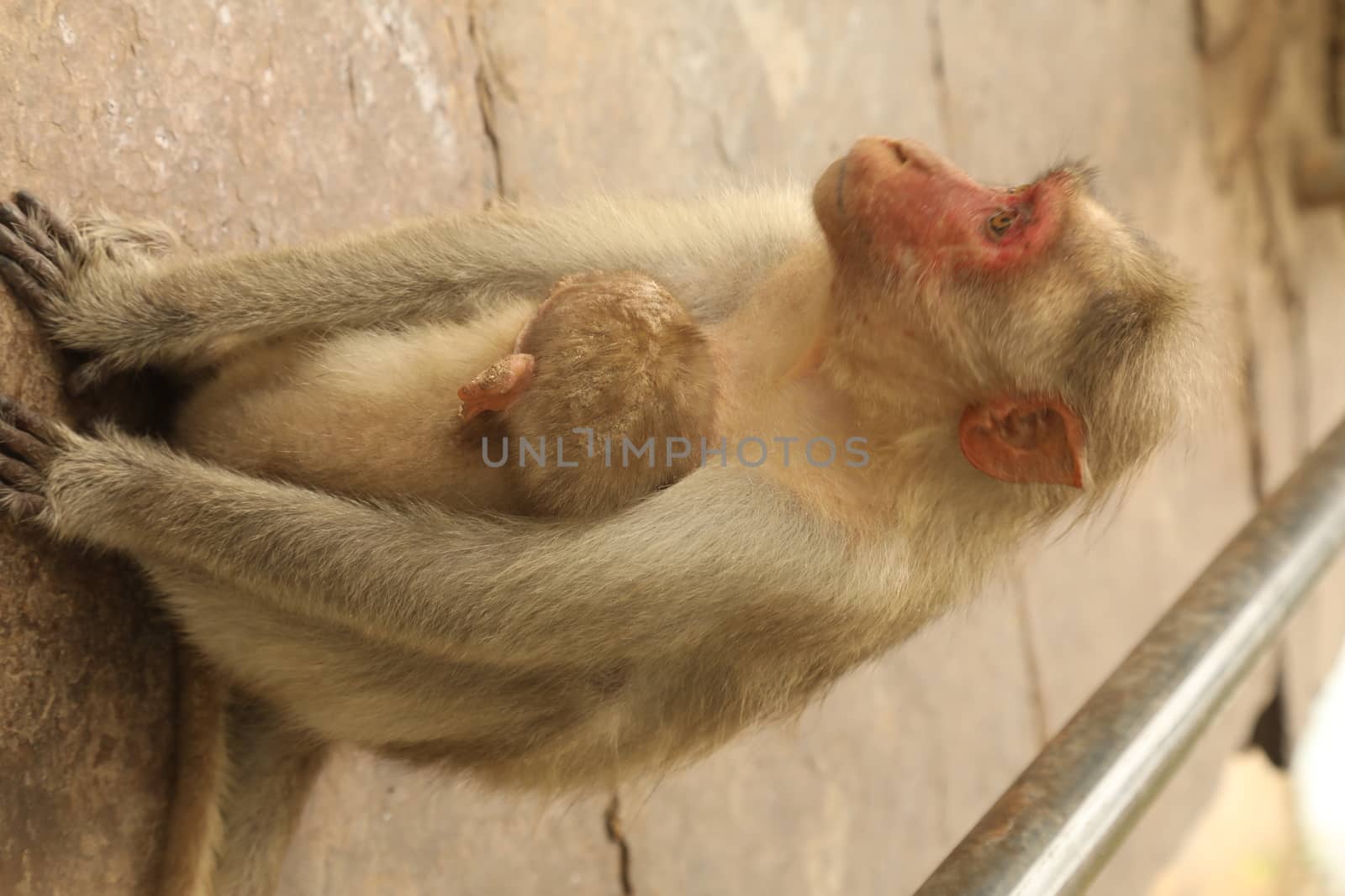 Monkey on the Temple wall