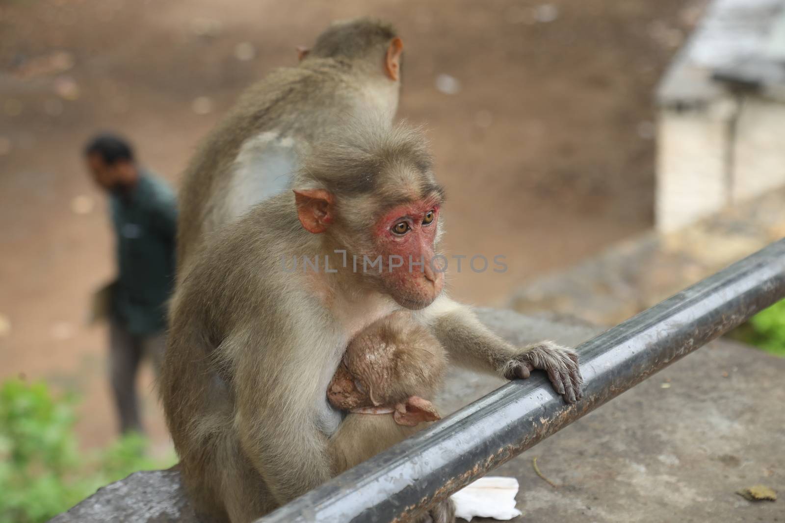 Monkey on the Temple wall