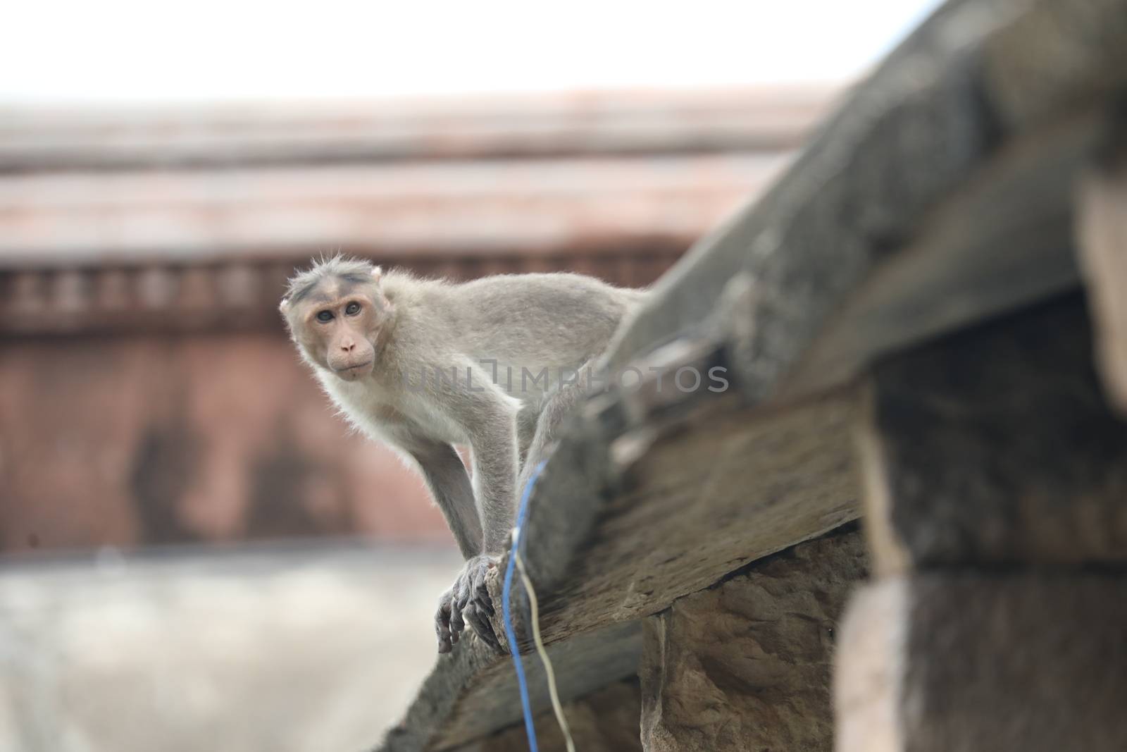 Monkey on the Temple wall