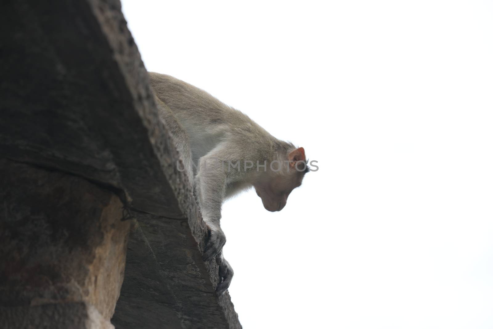 Monkey on the Temple wall