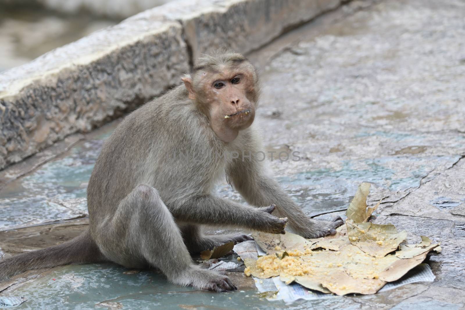 Monkey on the Temple wall