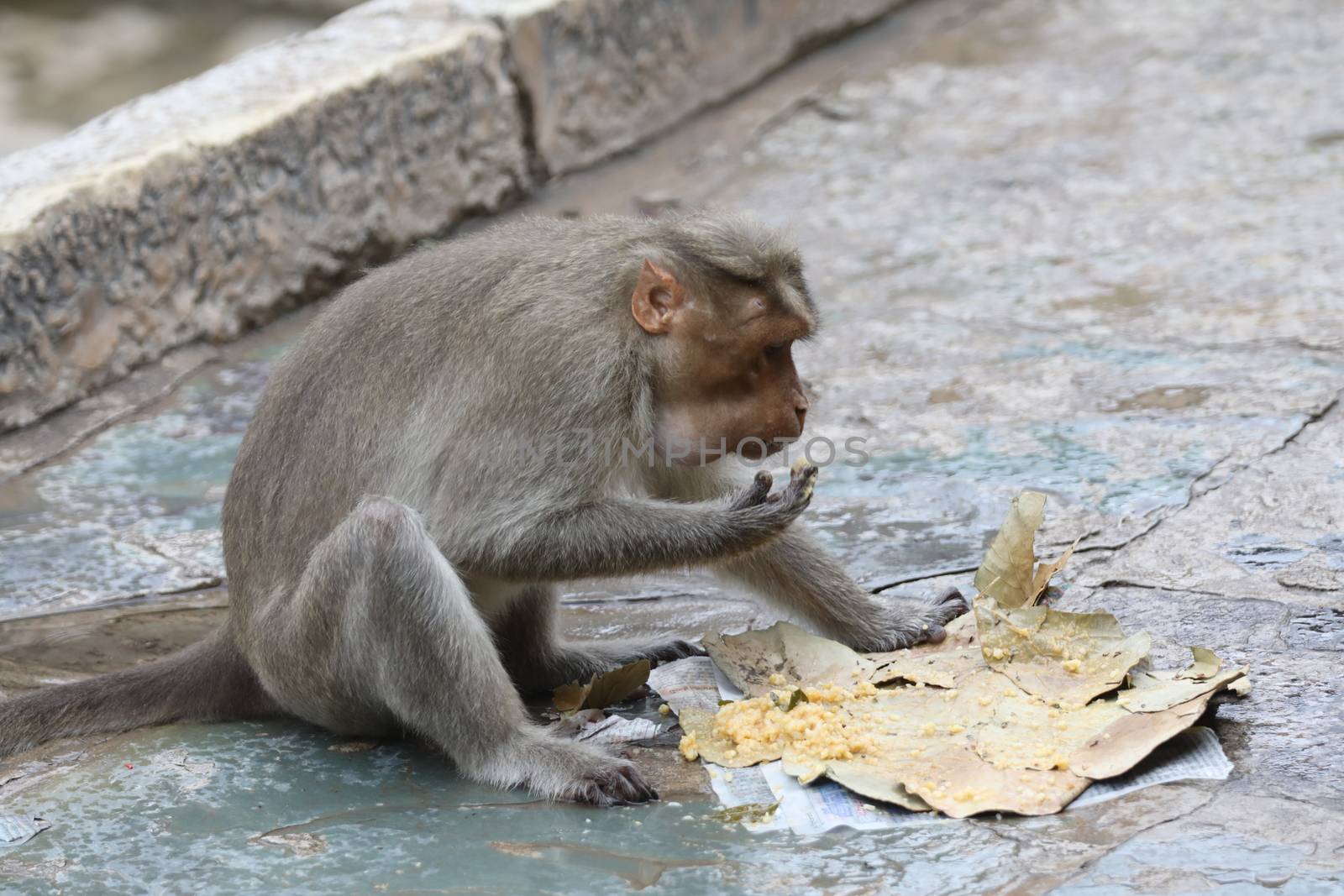 Monkey on the Temple wall