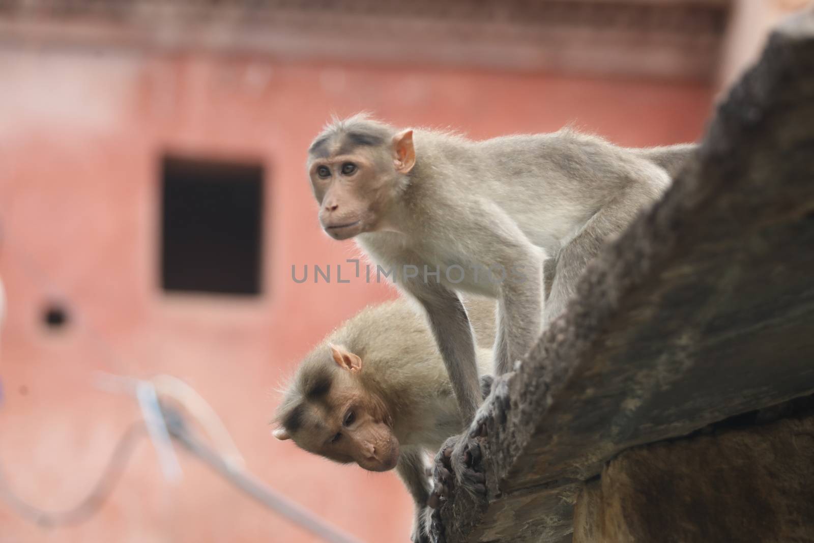 Monkey on the Temple wall