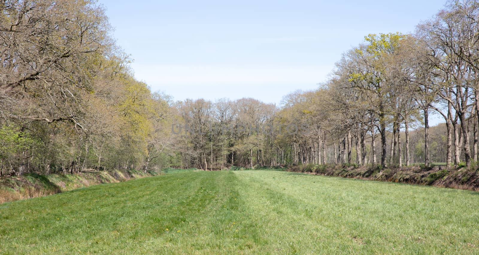 Green meadow surrounded by trees on sunny day