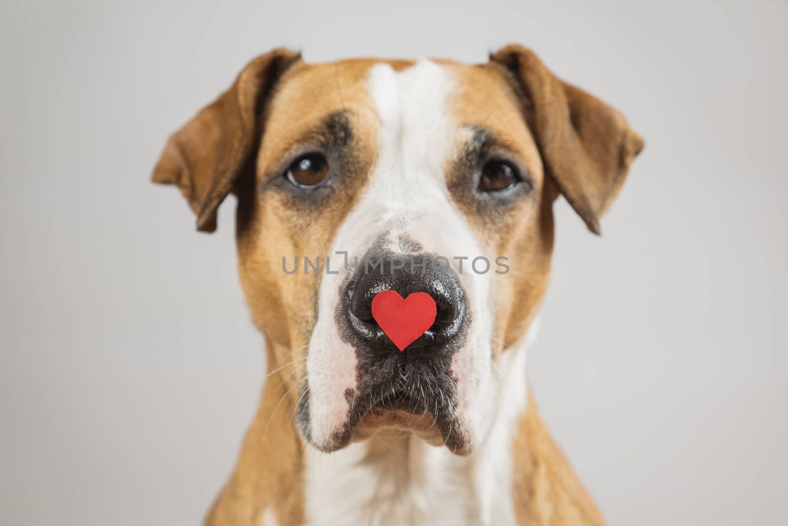 Portrait of a dog with a heart shape on his nose, studio shot. by photoboyko