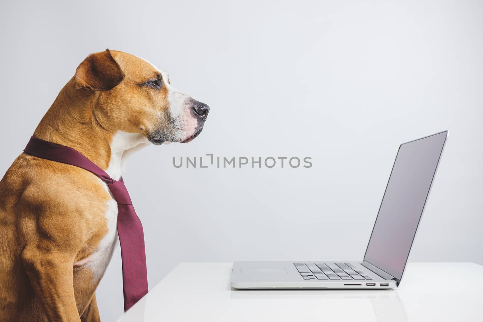 A bossy looking dog in a tie sits at a computer desk in the office. Concept of a strict manager or CEO, work and office related humor
