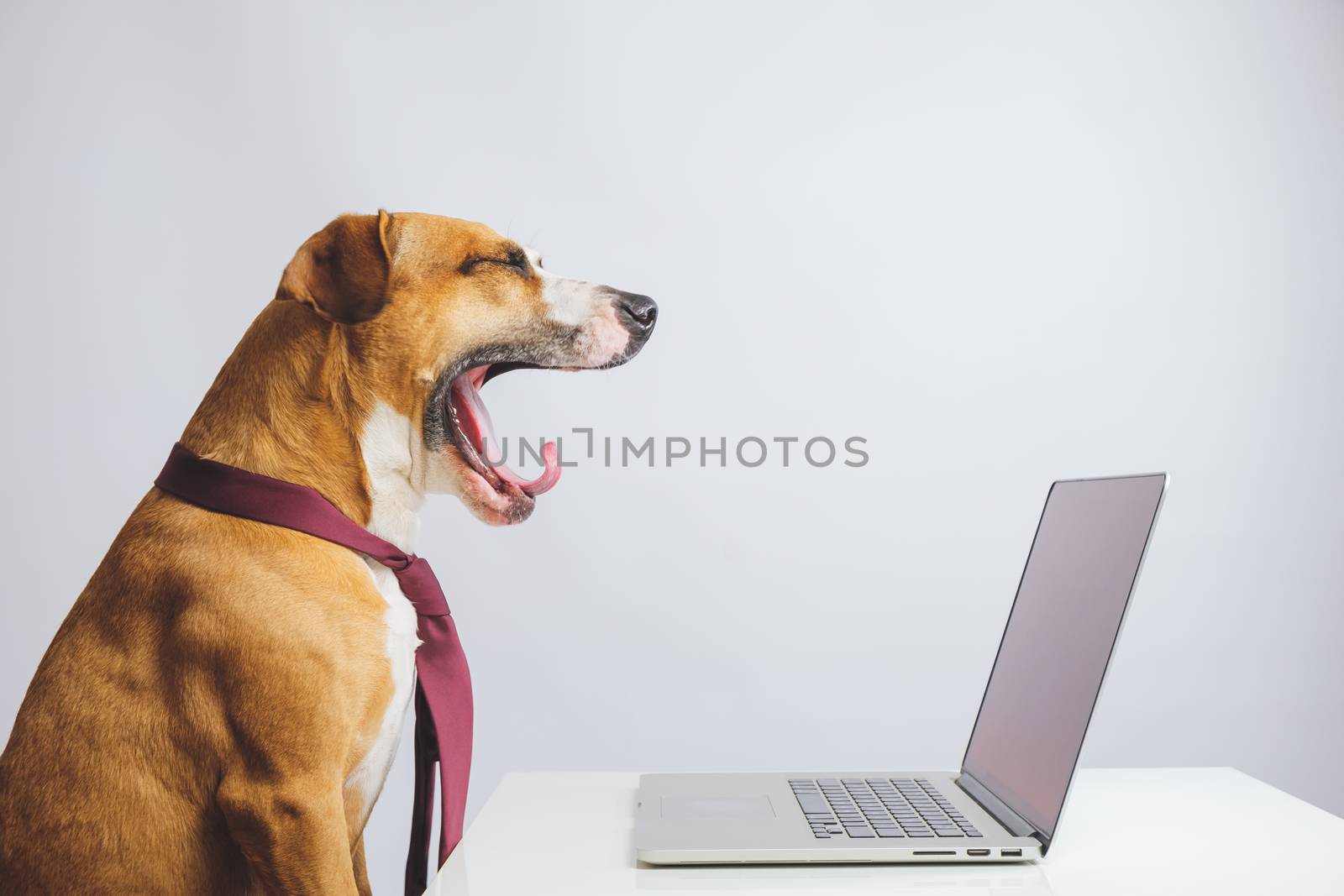 Yawning dog in a tie in front of a computer. by photoboyko