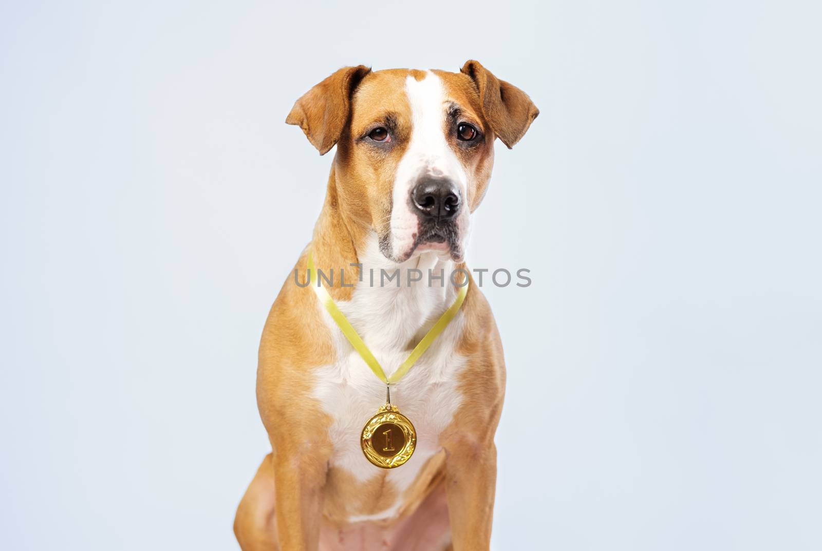 Cute dog wearing a winning prize golden medal. Dog posing with a medal or award. Concept of service animals and dogs as heroes