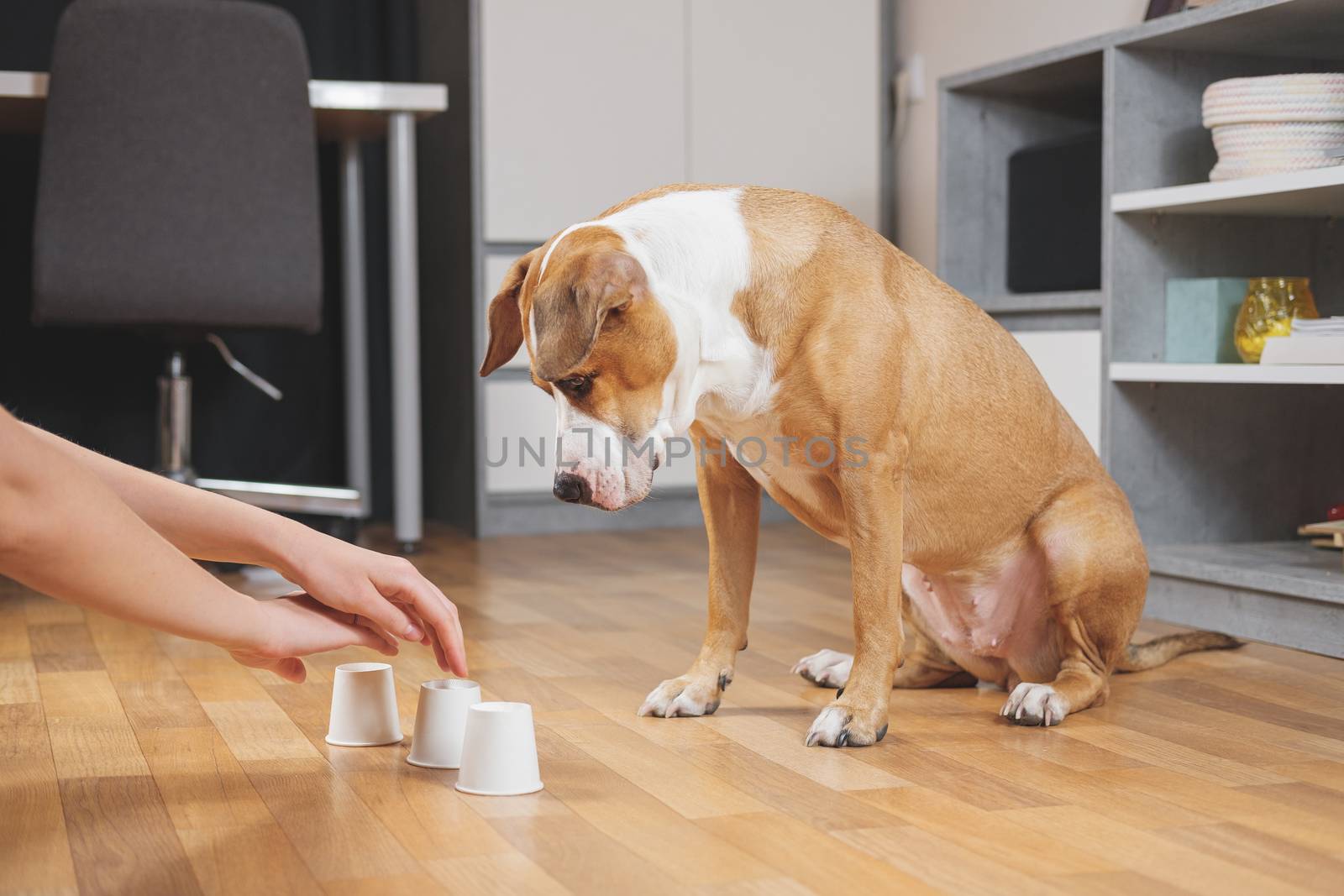 Cute dog playing the shell game with her human. Concept of training pets, domestic dogs being smart and educated