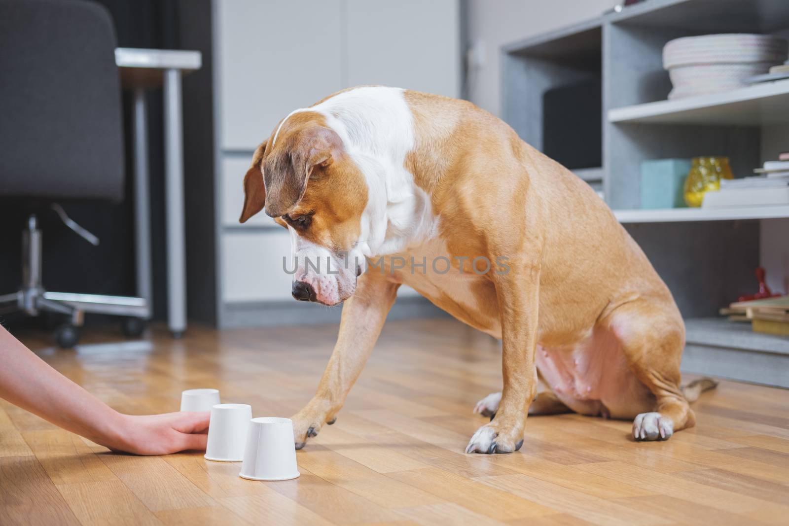 Dog playing the shell game with her human. Concept of training pets, domestic dogs being smart and educated