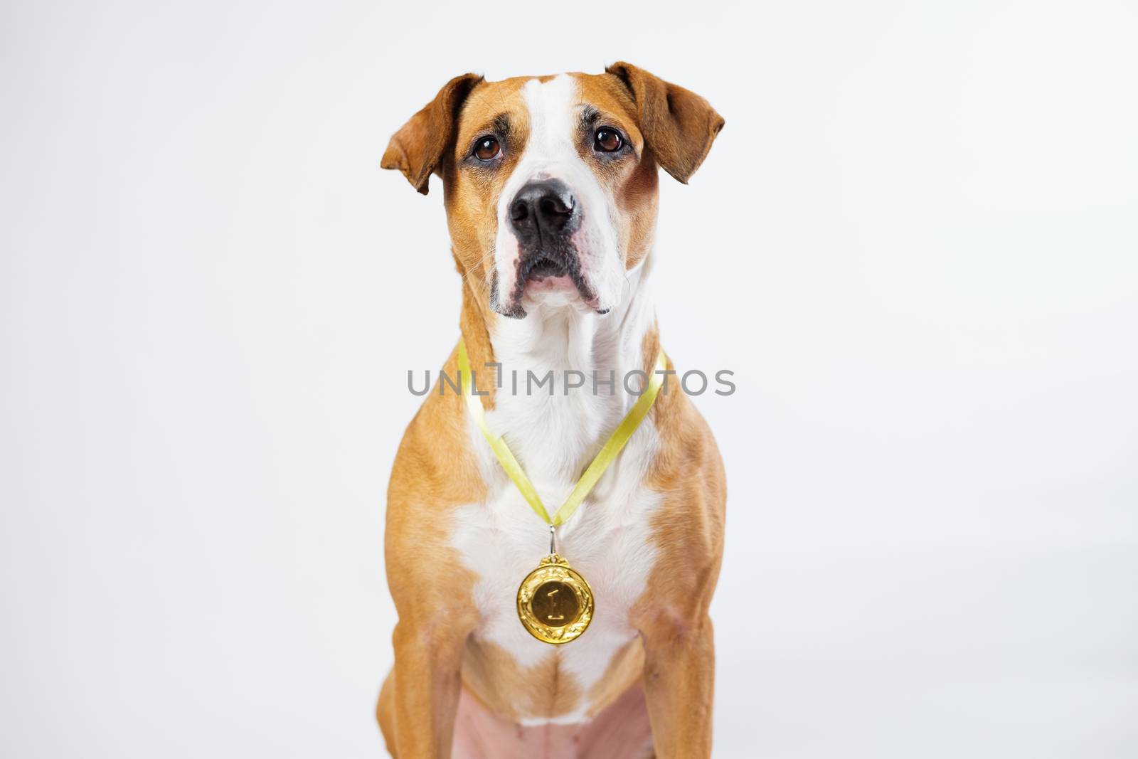 Cute dog wearing a winning prize golden medal. Dog posing with a medal or award. Concept of service animals and dogs as heroes