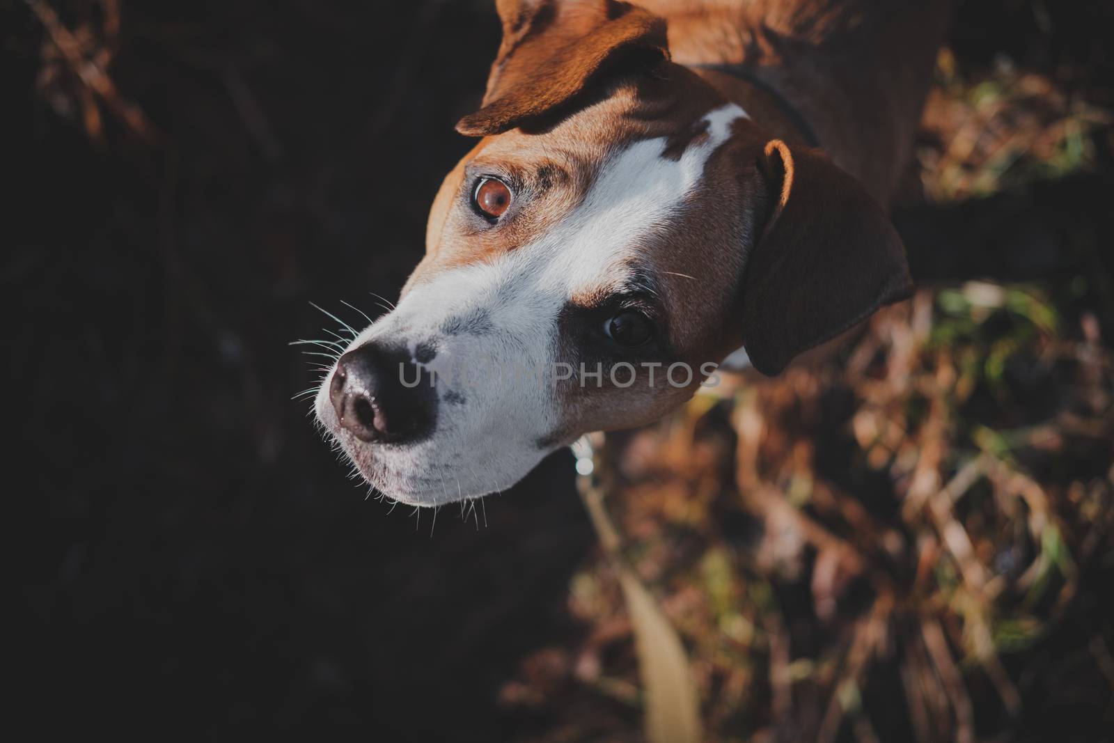 Beautiful dog outdoors in autumn grass looks up. by photoboyko