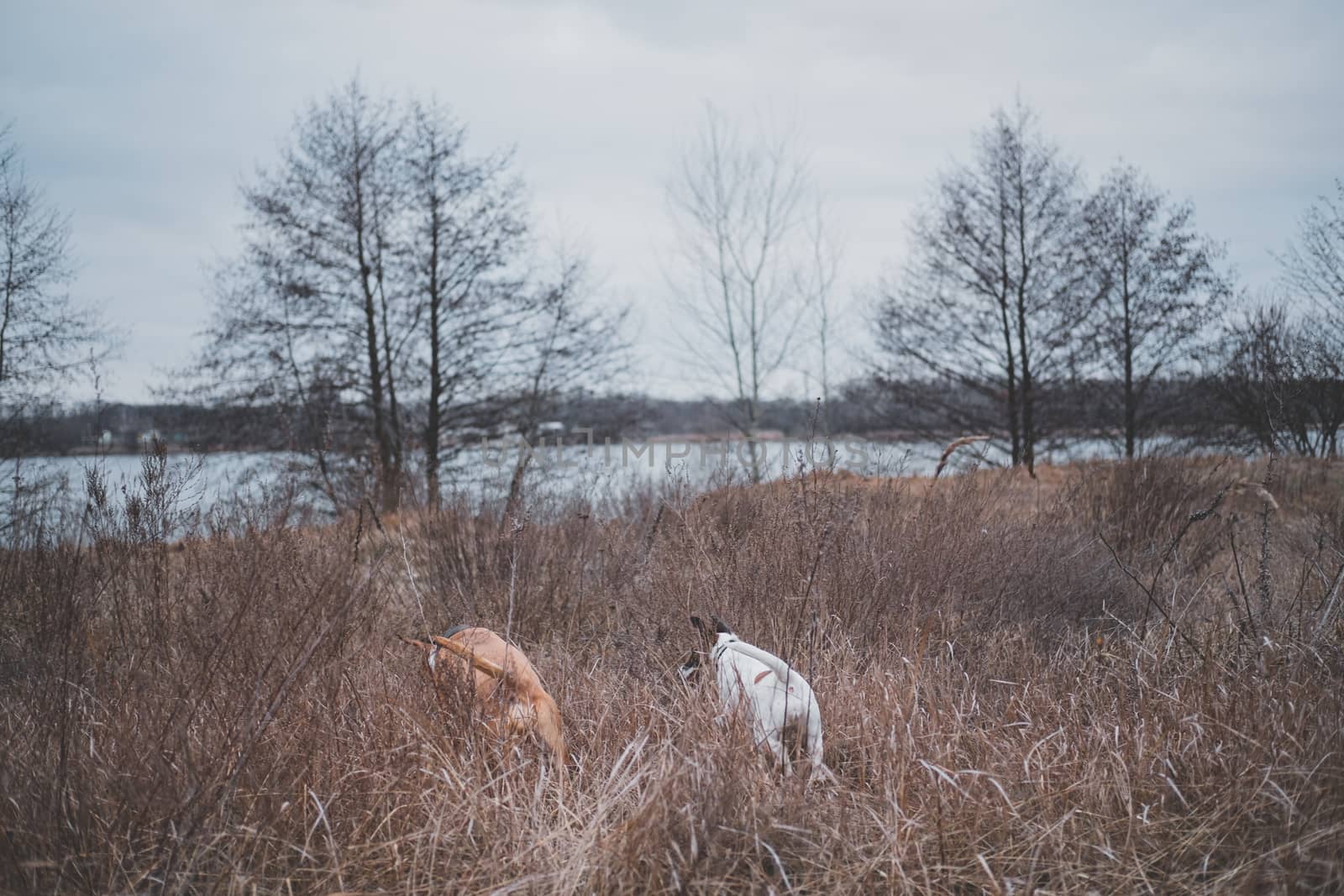 Two dogs search something in the field grasses. Adventure dogs, letting pets freedom outdoors