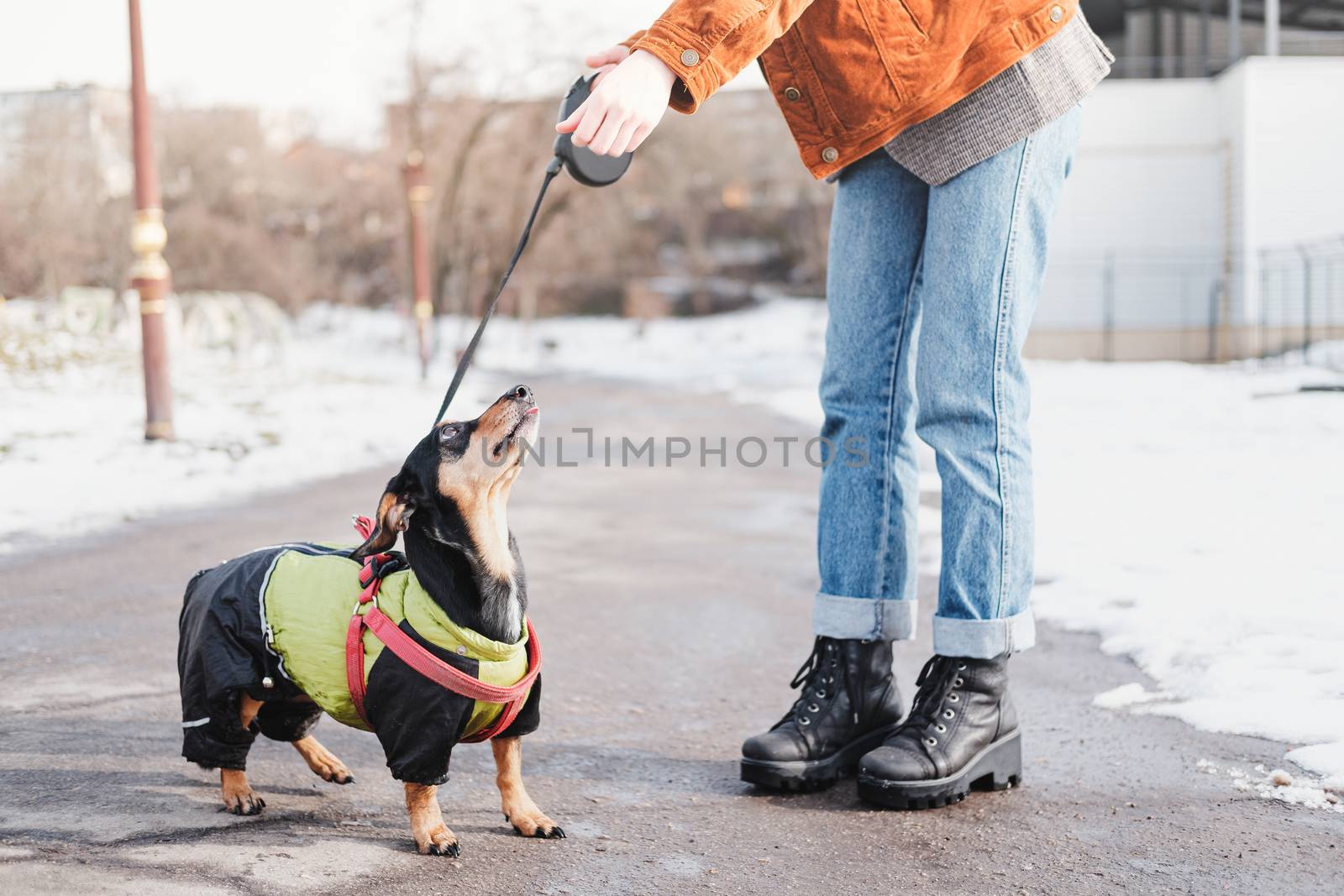 Communicating with a dog on a walk. Dachshund in winter clothes by photoboyko