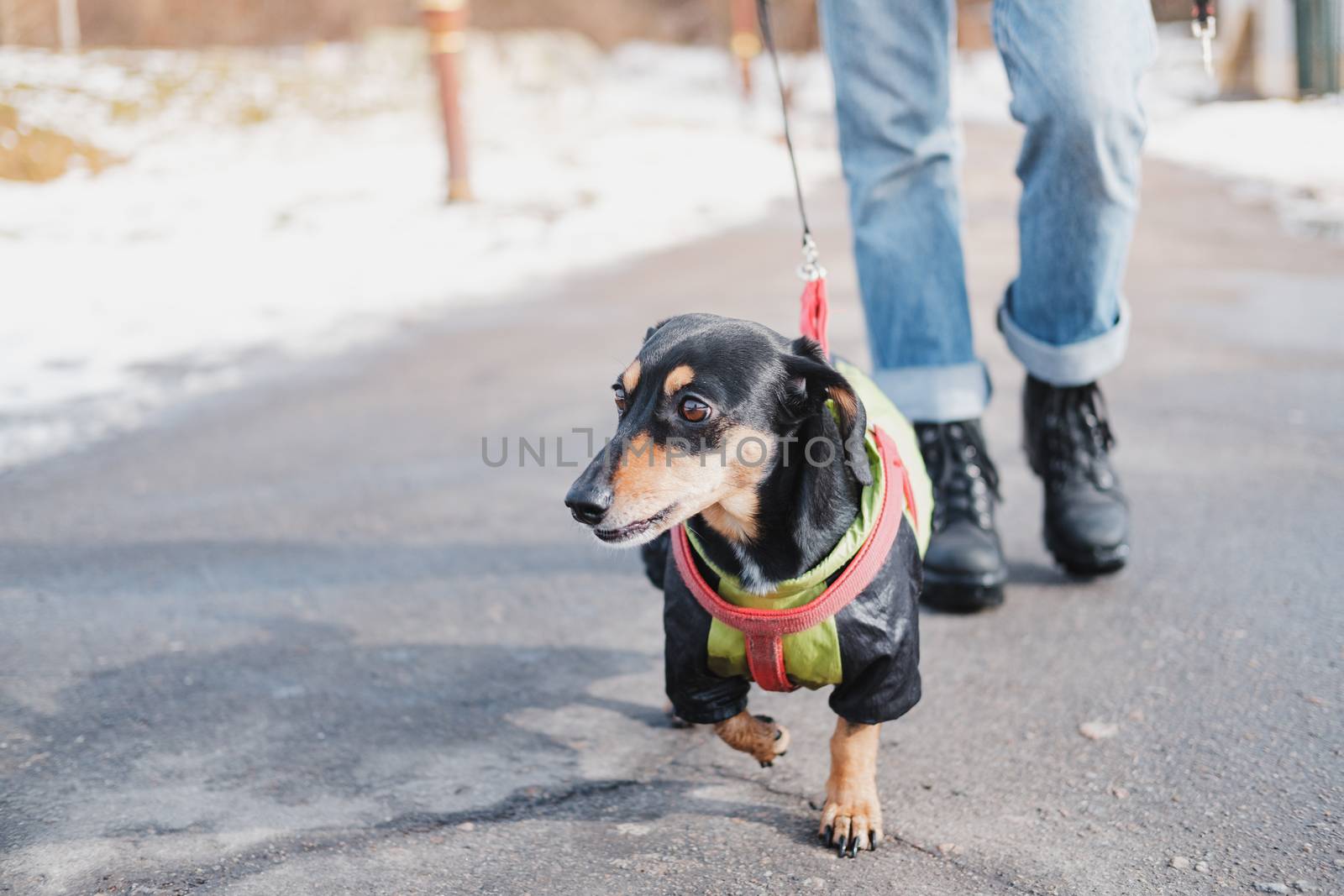 Walking a dachshund dog on the leash. A puppy in winter clothes on the walk at the park in cold season