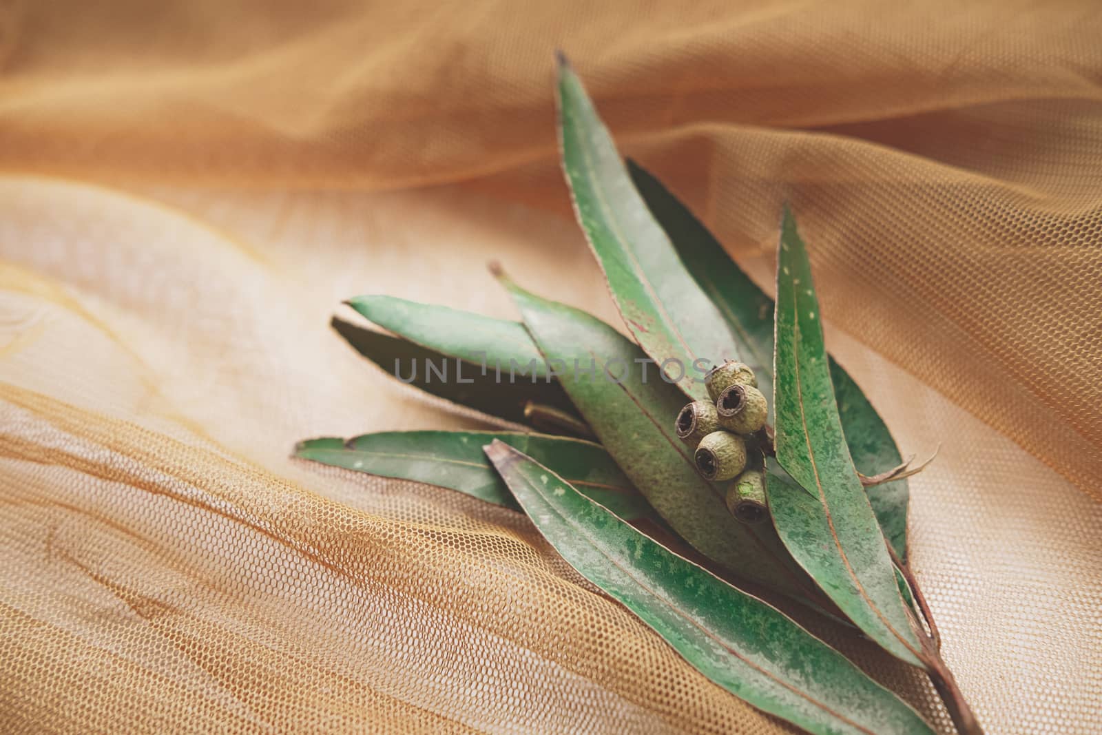 Leaves of Eucalyptus in abstract fishnet background. by photoboyko