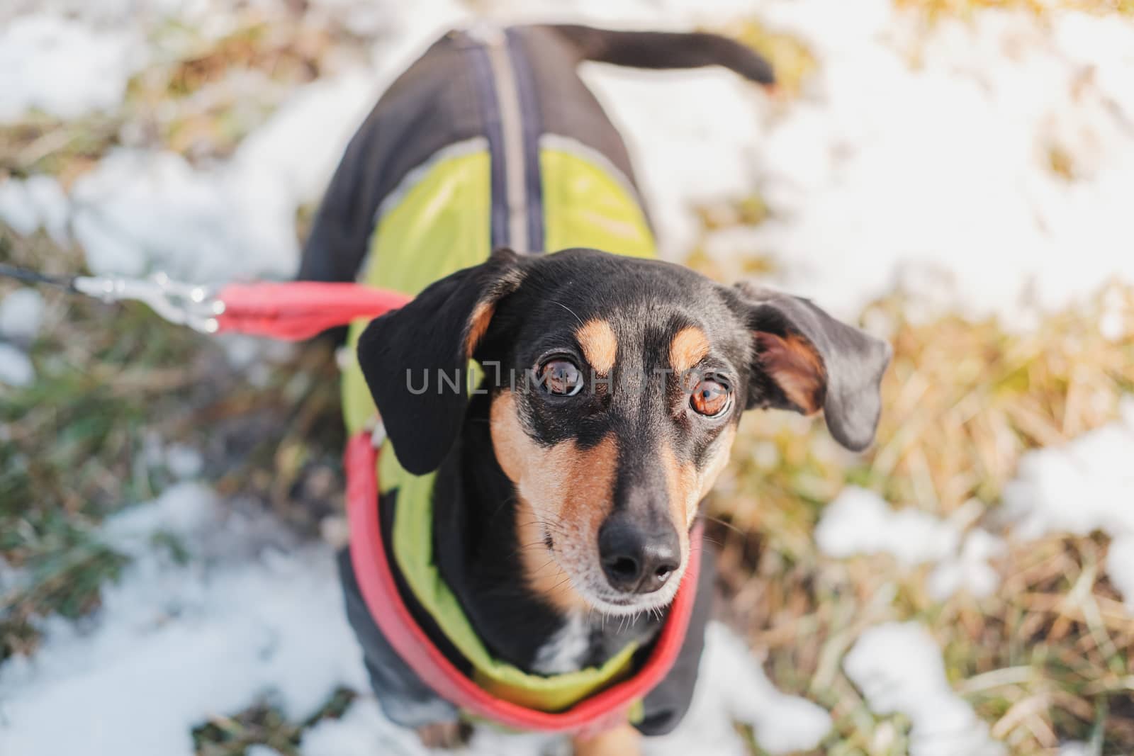 Portrait of a cute dachshund with large ears. Funny dog outdoors by photoboyko