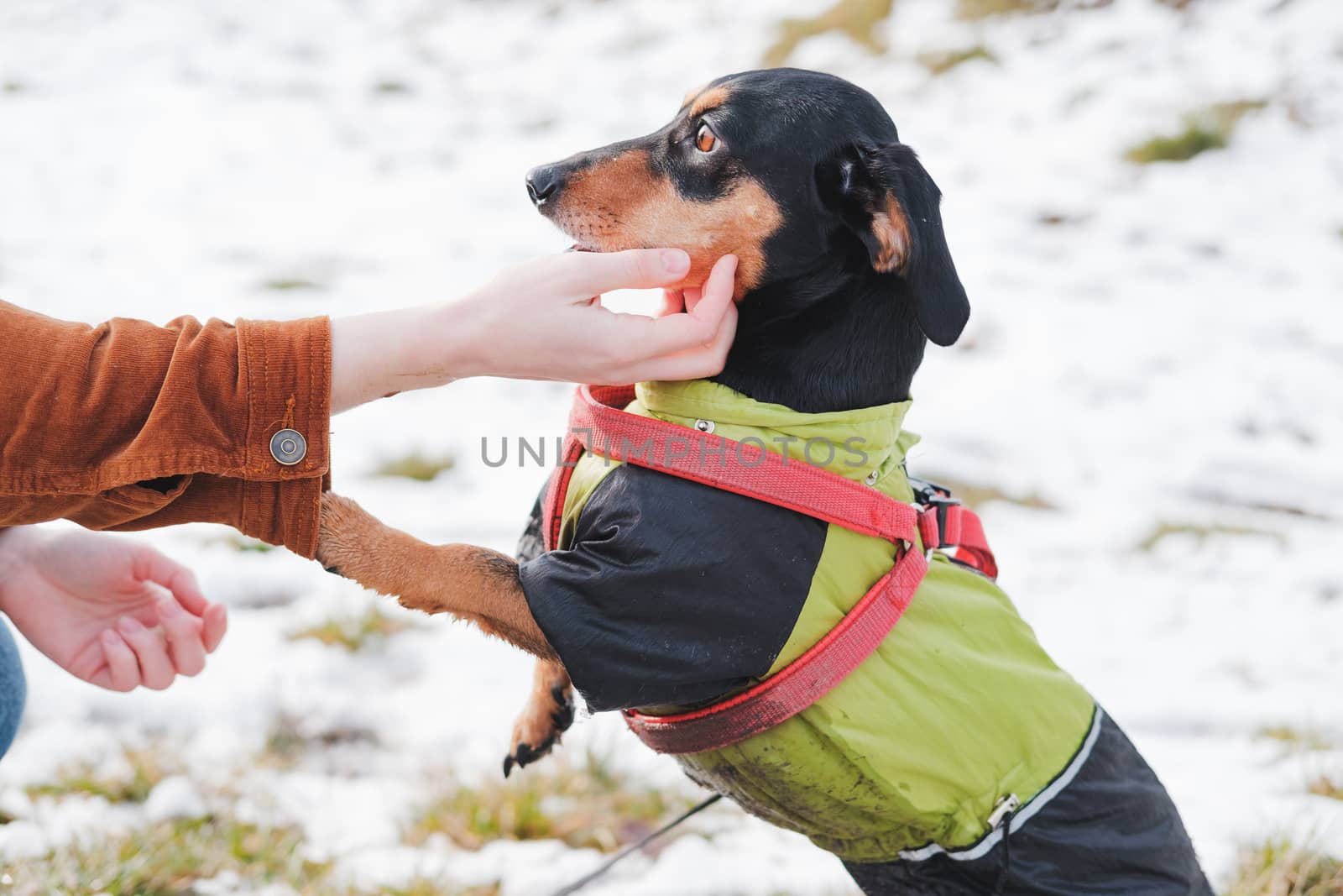 Cute dachshund at a walk in park. by photoboyko