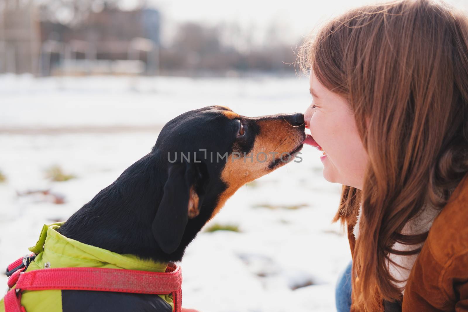 Lovely dachshund kissing her owner at a walk. by photoboyko