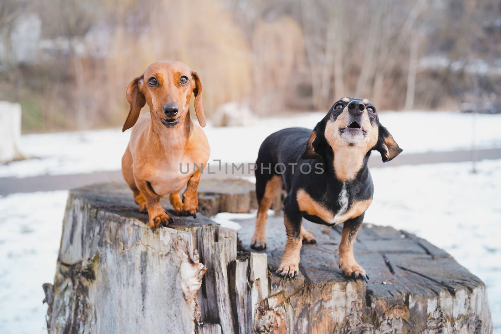 Two cute dachshund dogs bark outdoors. Portrait of lovely dogs at a park in cold winter season