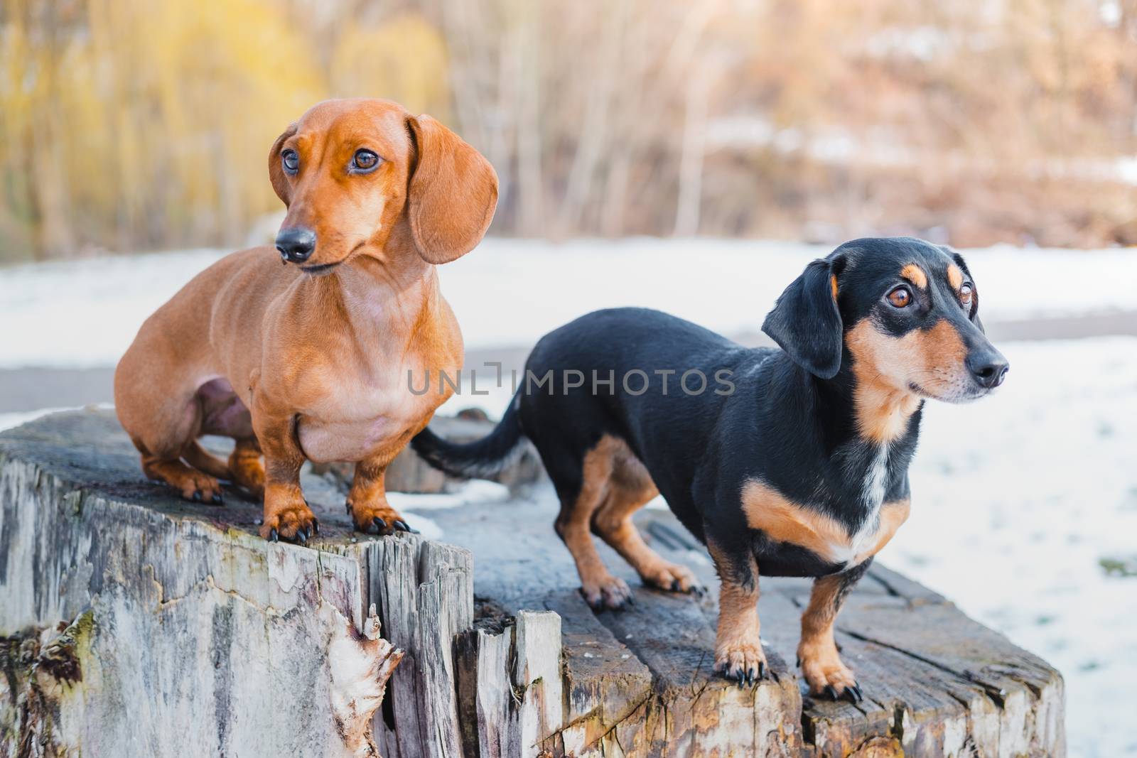 Two cute dachshund dogs outdoors. Portrait of lovely dogs at a park in cold winter season