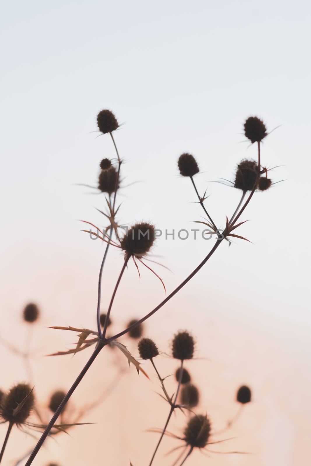 Beautiful still life against the sun. Dry field flowers silhouette against the sunny sky