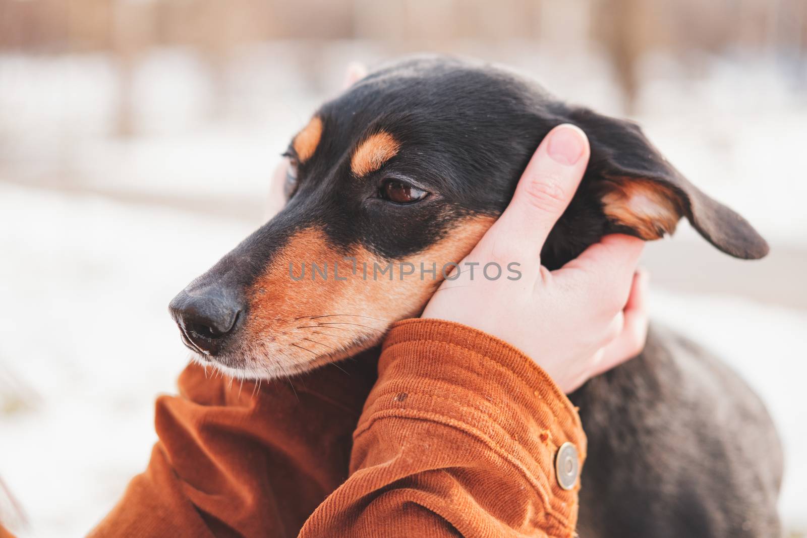 Portrait of a dachshund in human hands. Loving pets concept: human hands hold a cute puppy