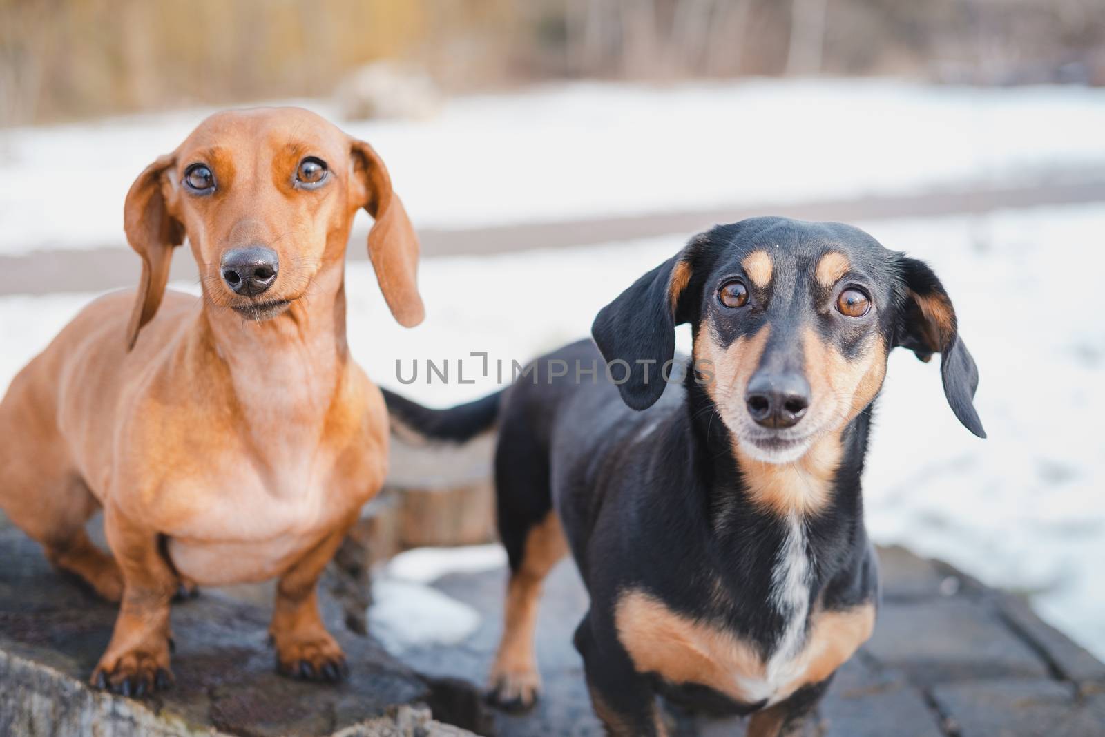 Two cute dachshund dogs outdoors. Portrait of lovely dogs at a park in cold winter season