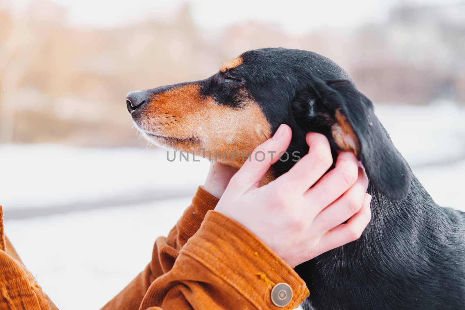 Dog enjoys ear scratches at a walk. Loving pets concept: dachshund with closed eyes getting attention of human