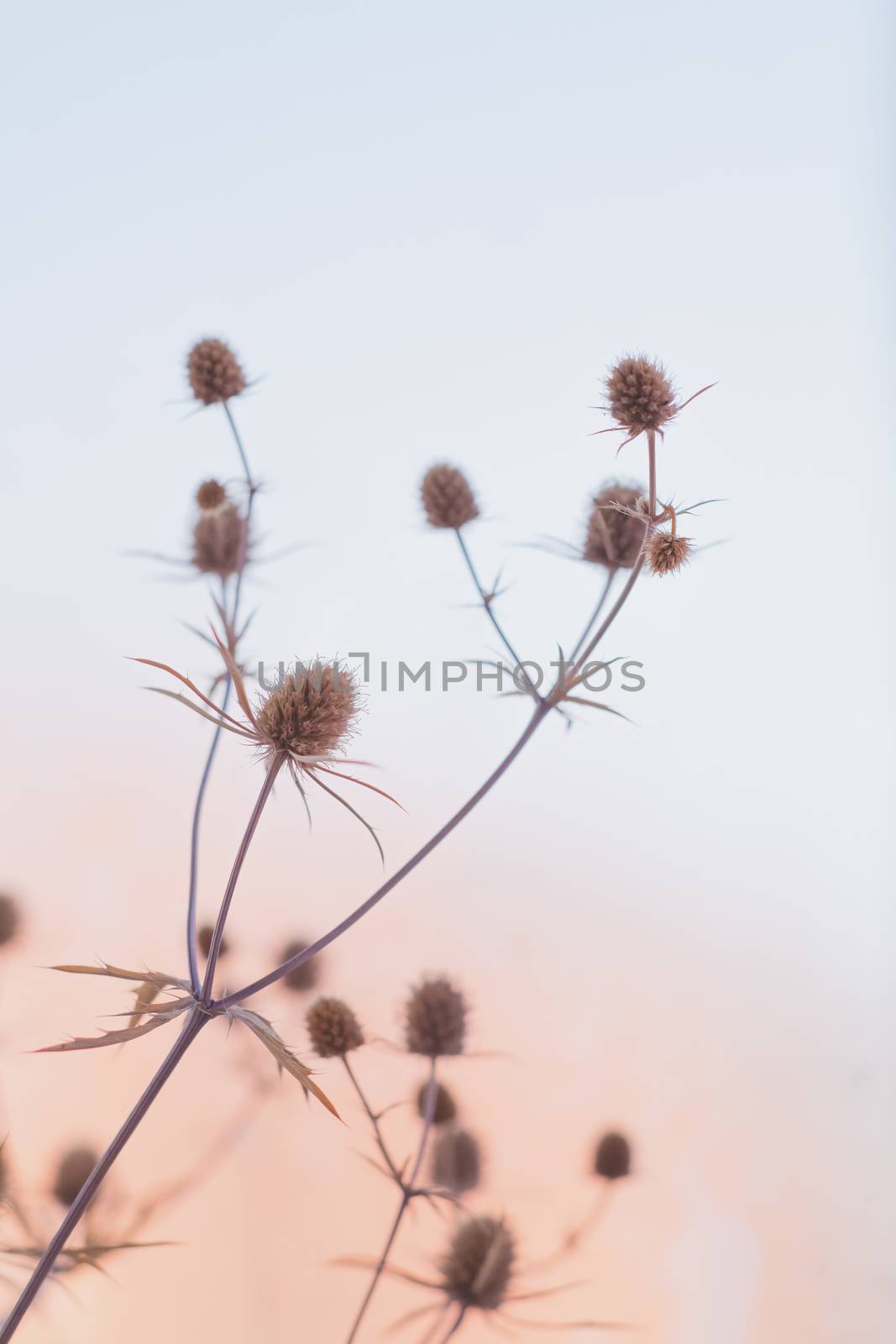 Beautiful still life against the sun. Dry field flowers in tender pastel backdrop