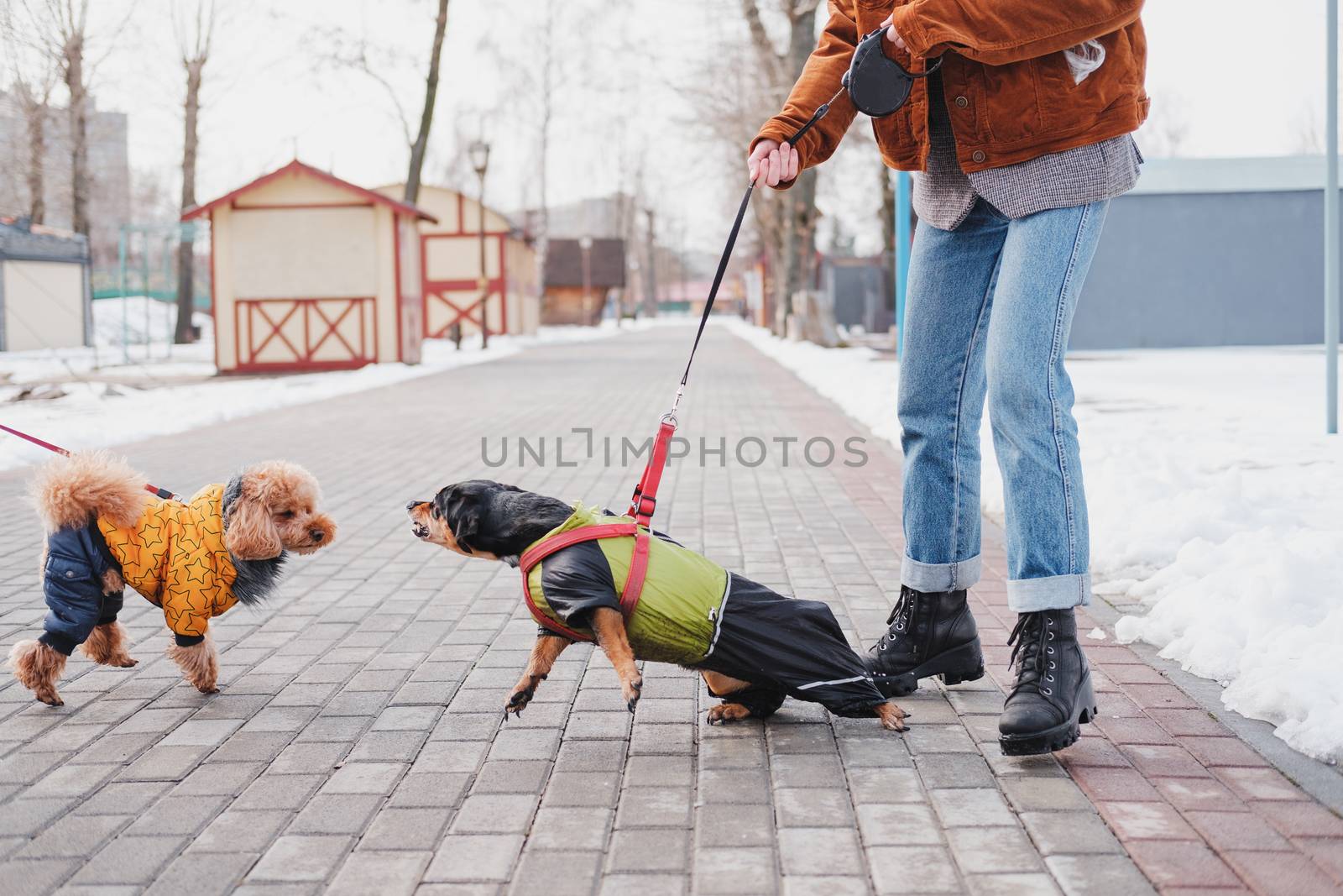 Aggressive, disobedient dog problems concept. Woman holding her disobedient dachshund on a leash, dog trying to attack another dog at a park