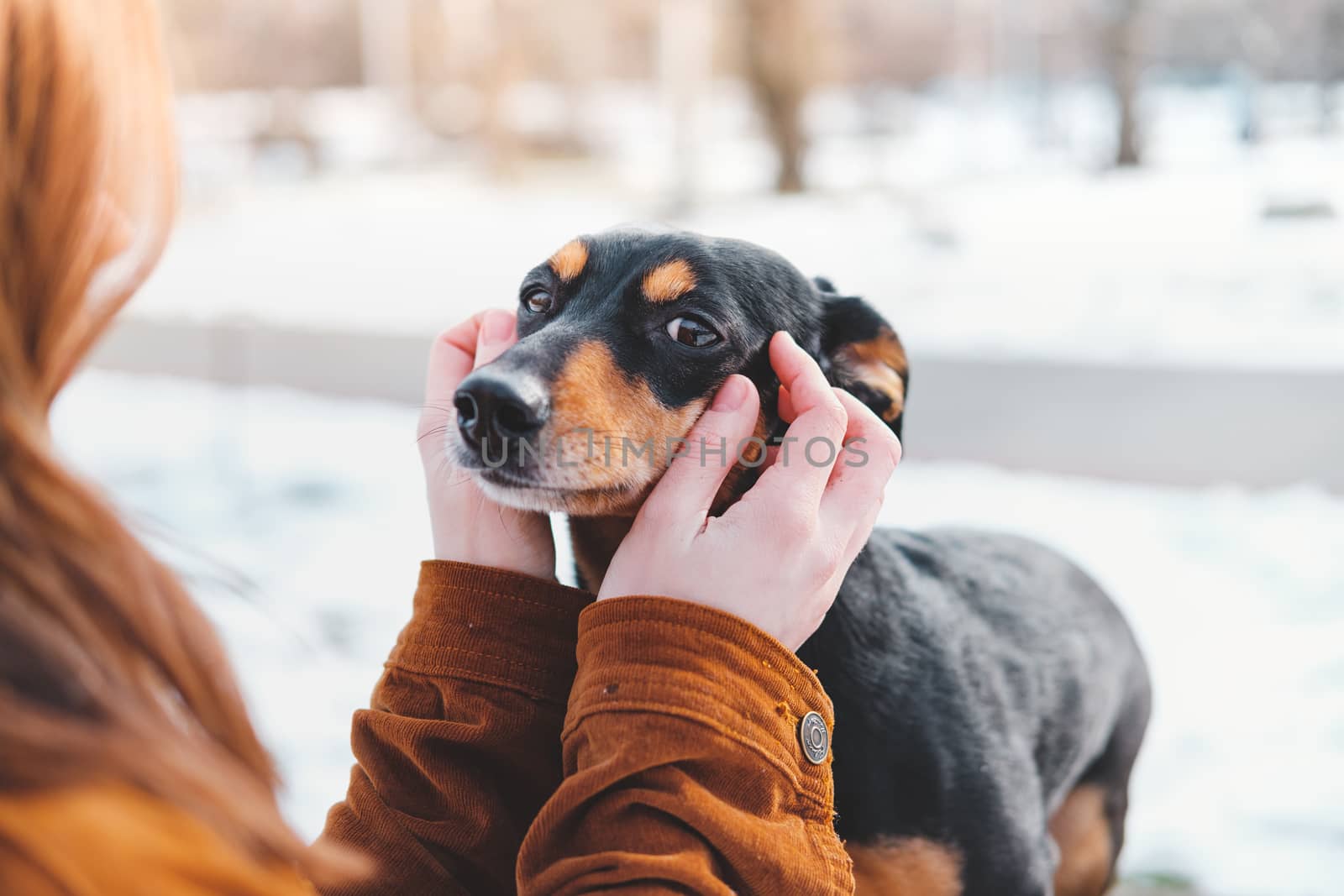 Woman holding a dachshund in her hands by photoboyko