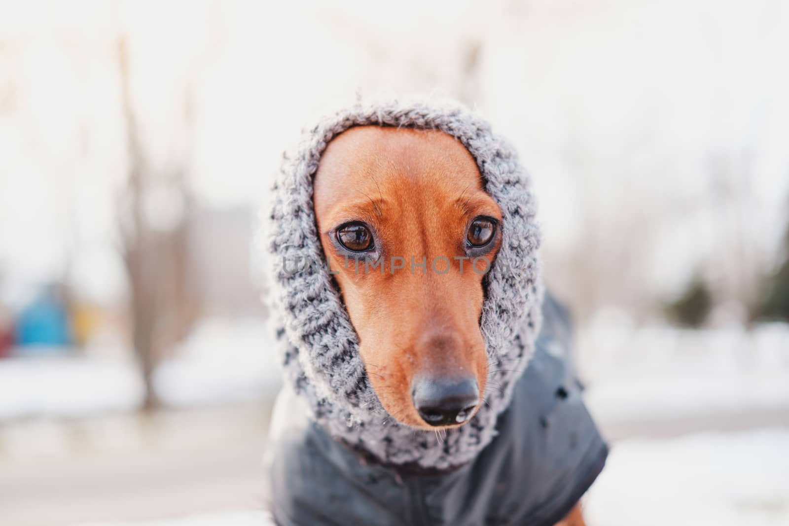 Funny dachshund portrait in a knit scarf. Dressing up dogs at cold season concept: a face of a puppy in warm wool clothes